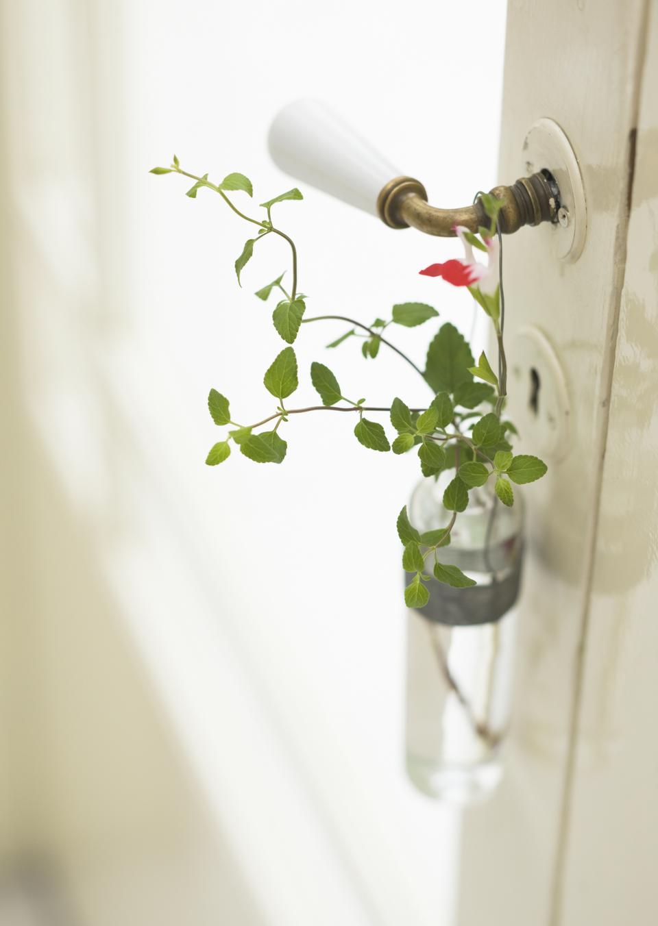 Free download high resolution image - free image free photo free stock image public domain picture  Ivy pot and door