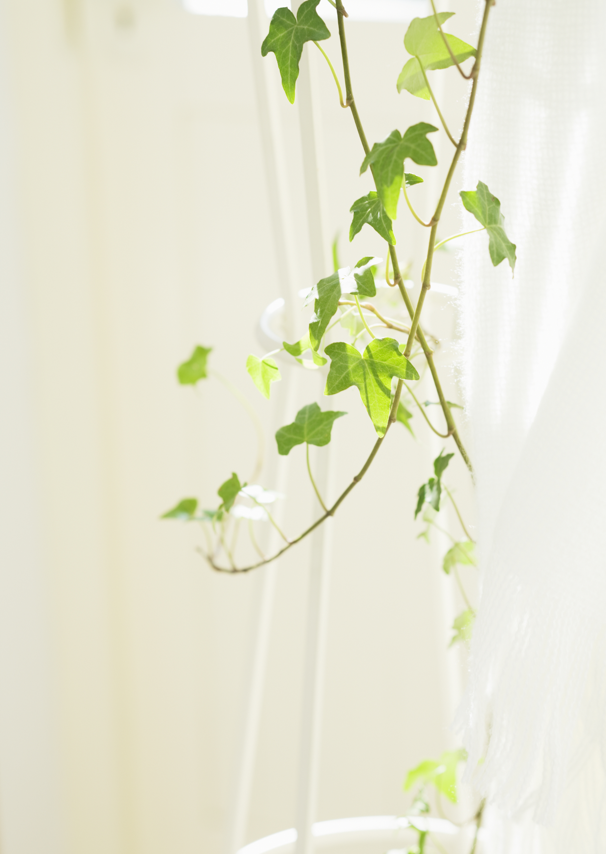 Free download high resolution image - free image free photo free stock image public domain picture -branch ivy on a white background