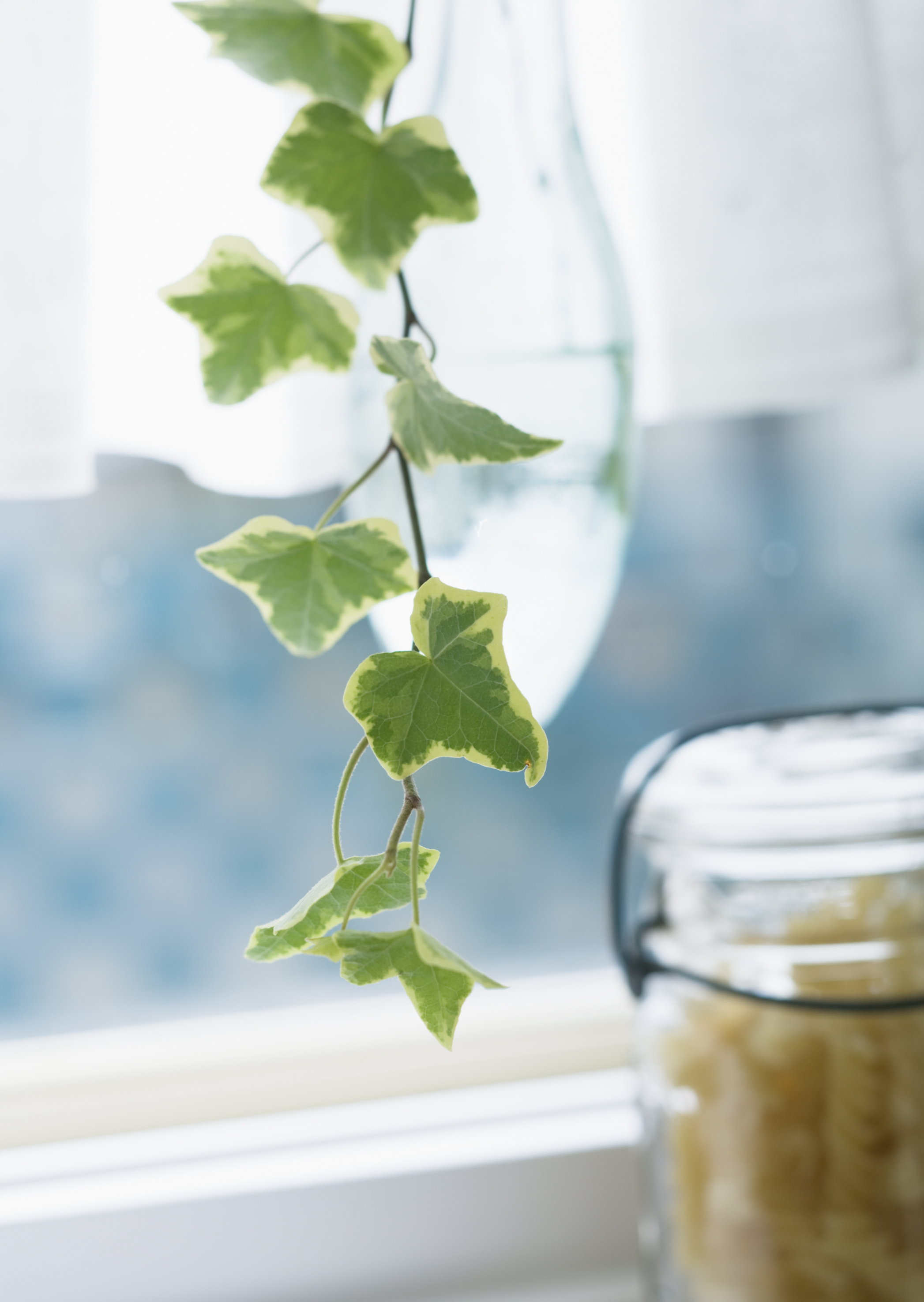 Free download high resolution image - free image free photo free stock image public domain picture -Image of the branch ivy in kitchen window close up