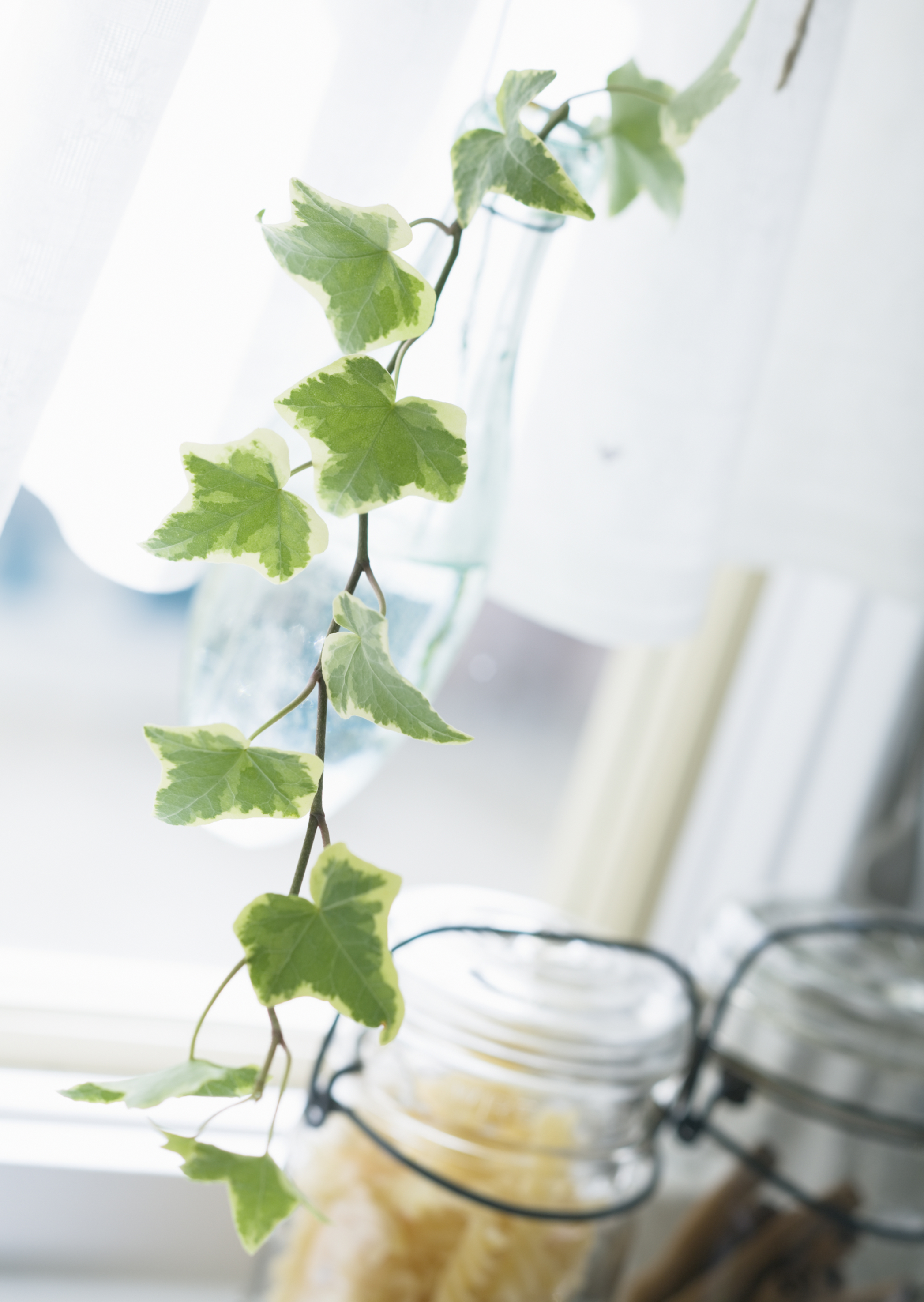 Free download high resolution image - free image free photo free stock image public domain picture -Image of the branch ivy in kitchen window