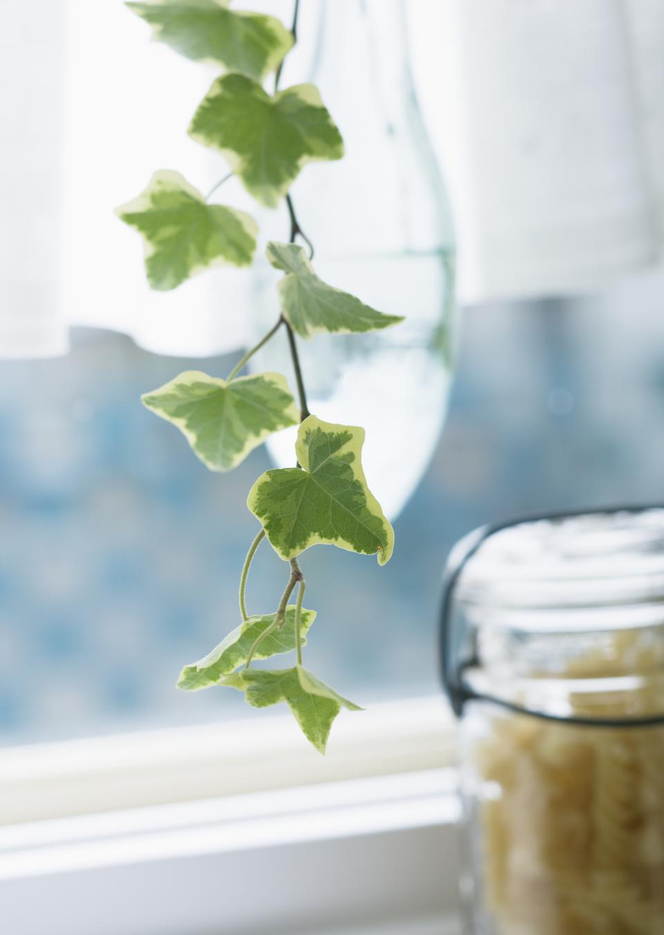 Free download high resolution image - free image free photo free stock image public domain picture  Image of the branch ivy in kitchen window close up