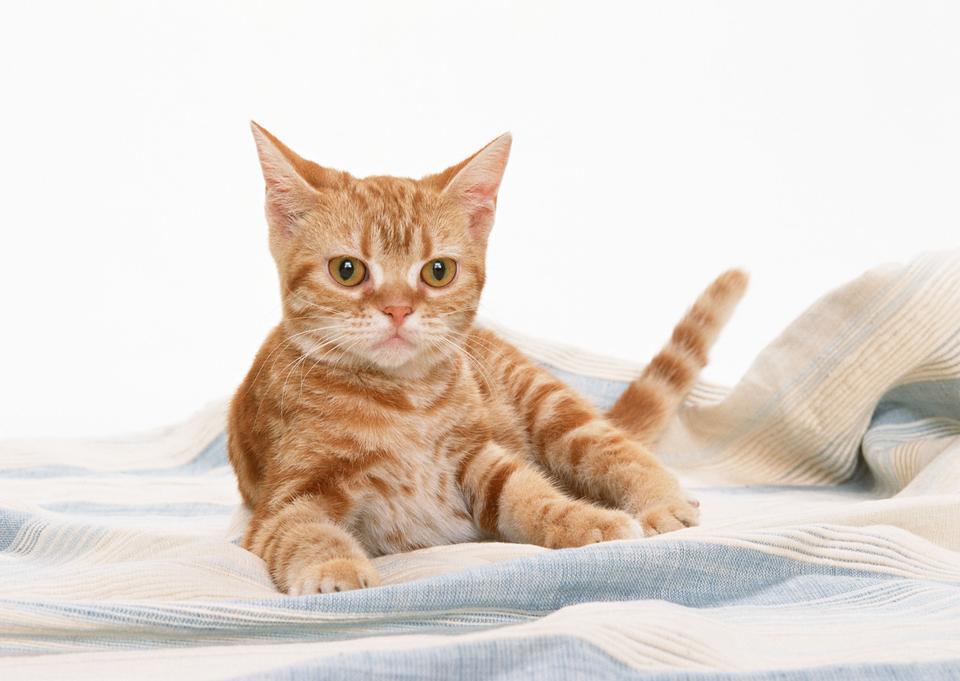 Free download high resolution image - free image free photo free stock image public domain picture  ginger kitty