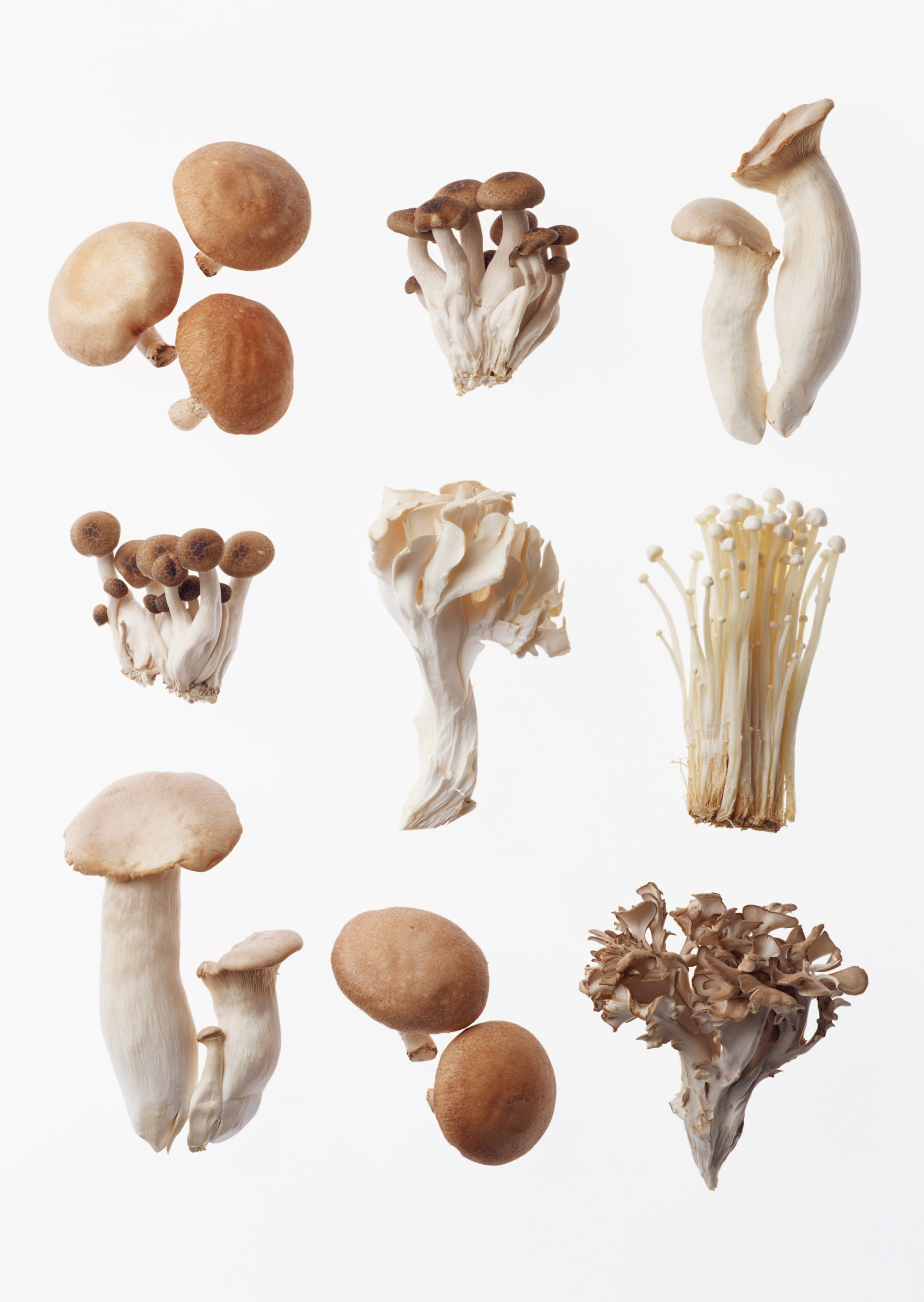 Free download high resolution image - free image free photo free stock image public domain picture -Foraged Mushroom selection