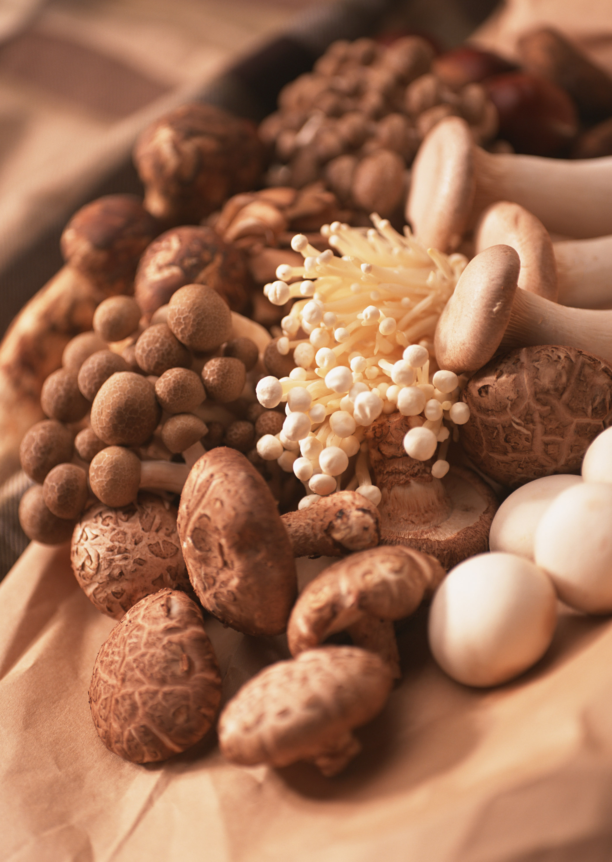 Free download high resolution image - free image free photo free stock image public domain picture -Close up of an assortment of mushrooms