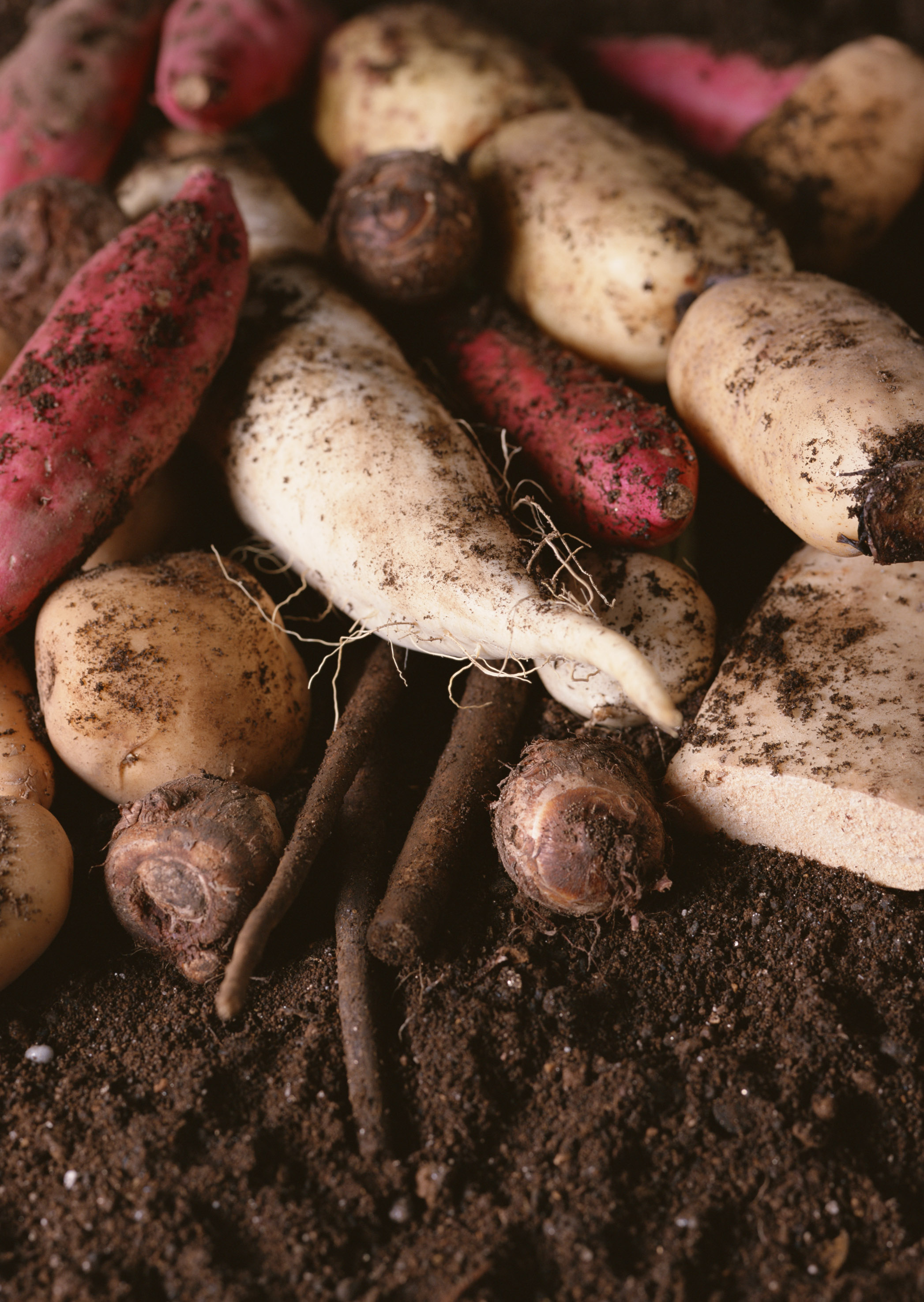 Free download high resolution image - free image free photo free stock image public domain picture -Fresh radishes potatoes and sweet potatoes on soil