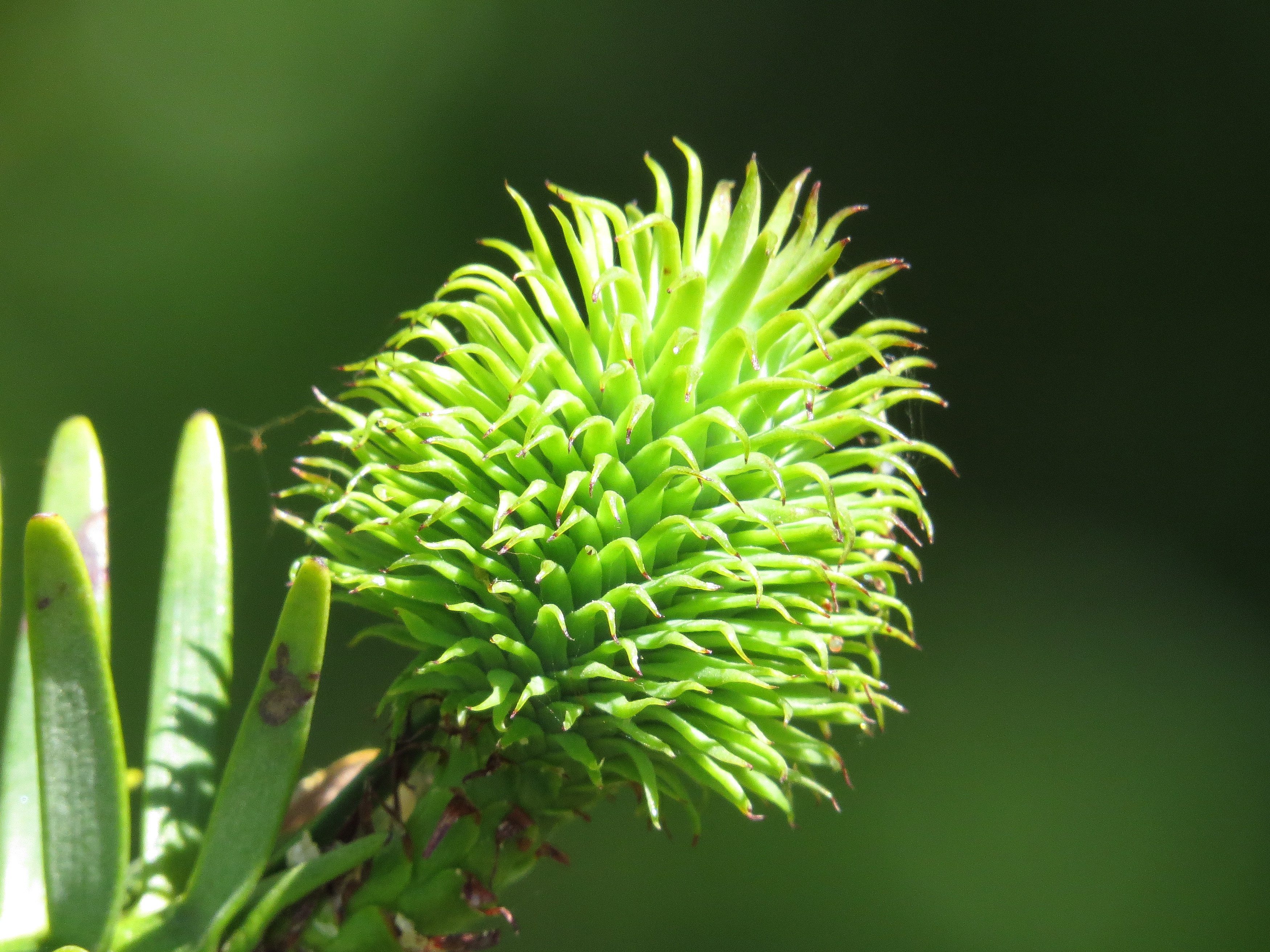 Free download high resolution image - free image free photo free stock image public domain picture -Wollemi pine tree with young cones detail