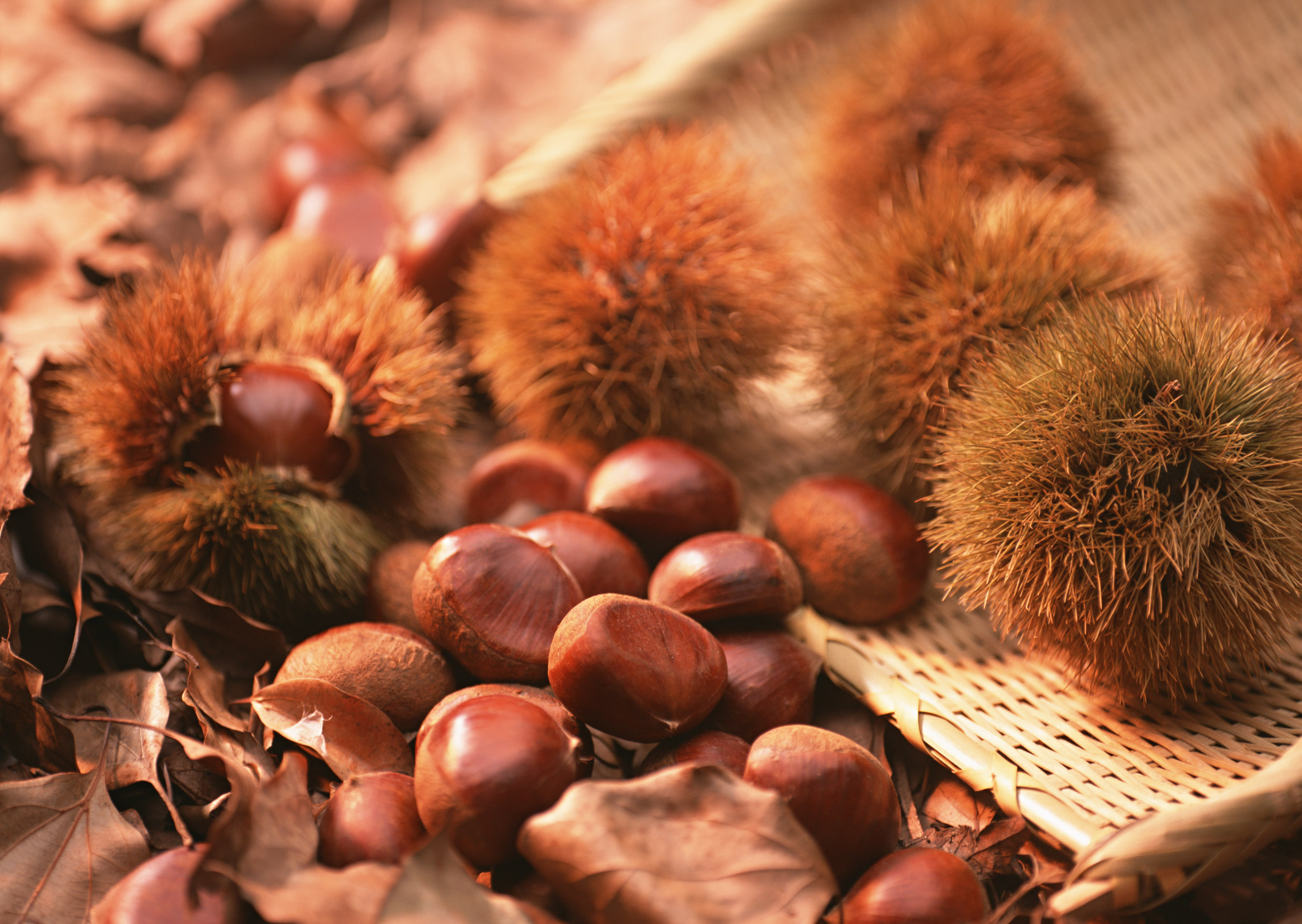 Free download high resolution image - free image free photo free stock image public domain picture -Chestnuts closeup on natural background