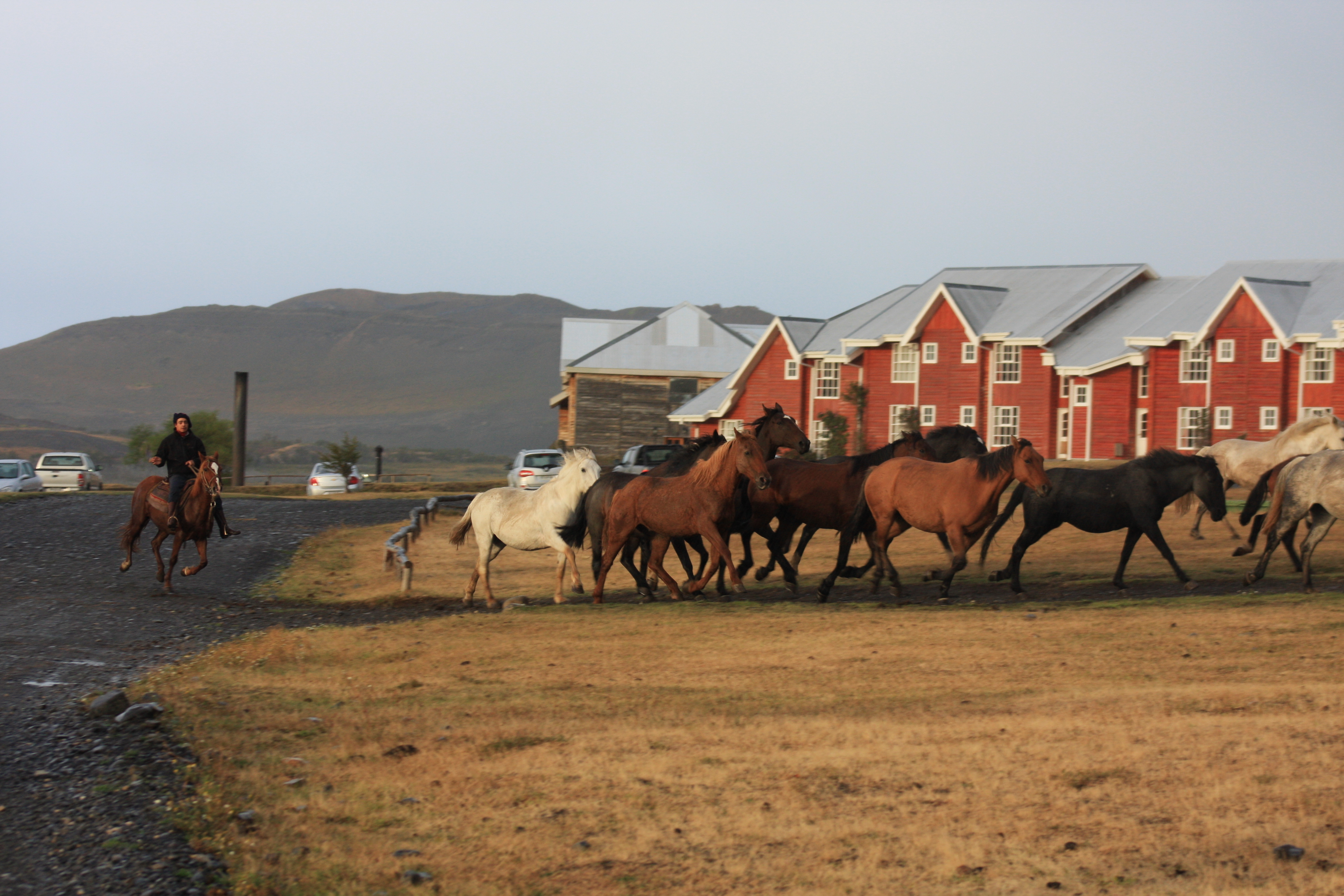 Free download high resolution image - free image free photo free stock image public domain picture -Gauchos and herd of cows