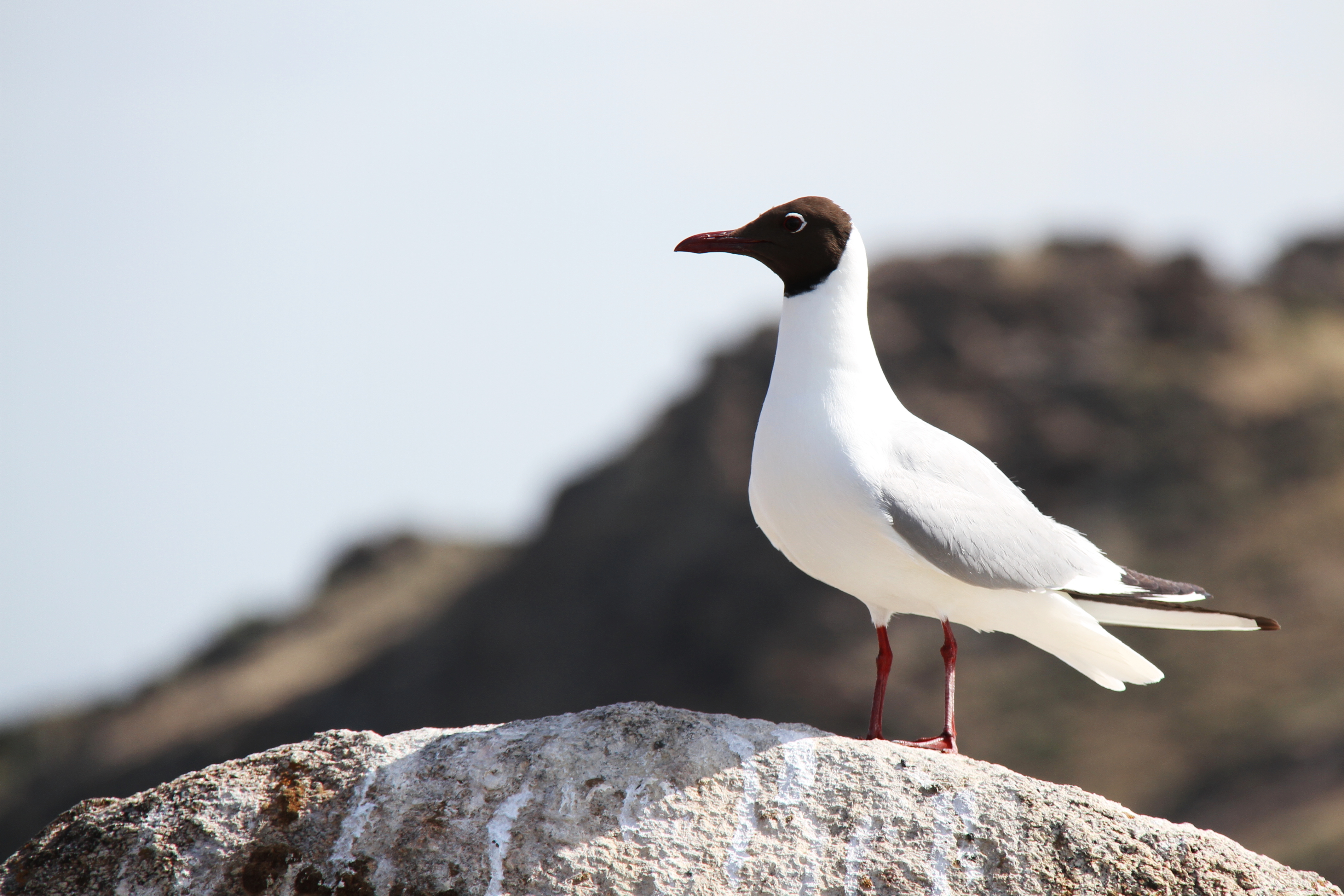 Free download high resolution image - free image free photo free stock image public domain picture -Black headed Gull