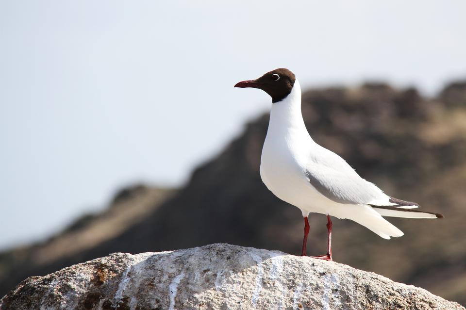 Free download high resolution image - free image free photo free stock image public domain picture  Black headed Gull