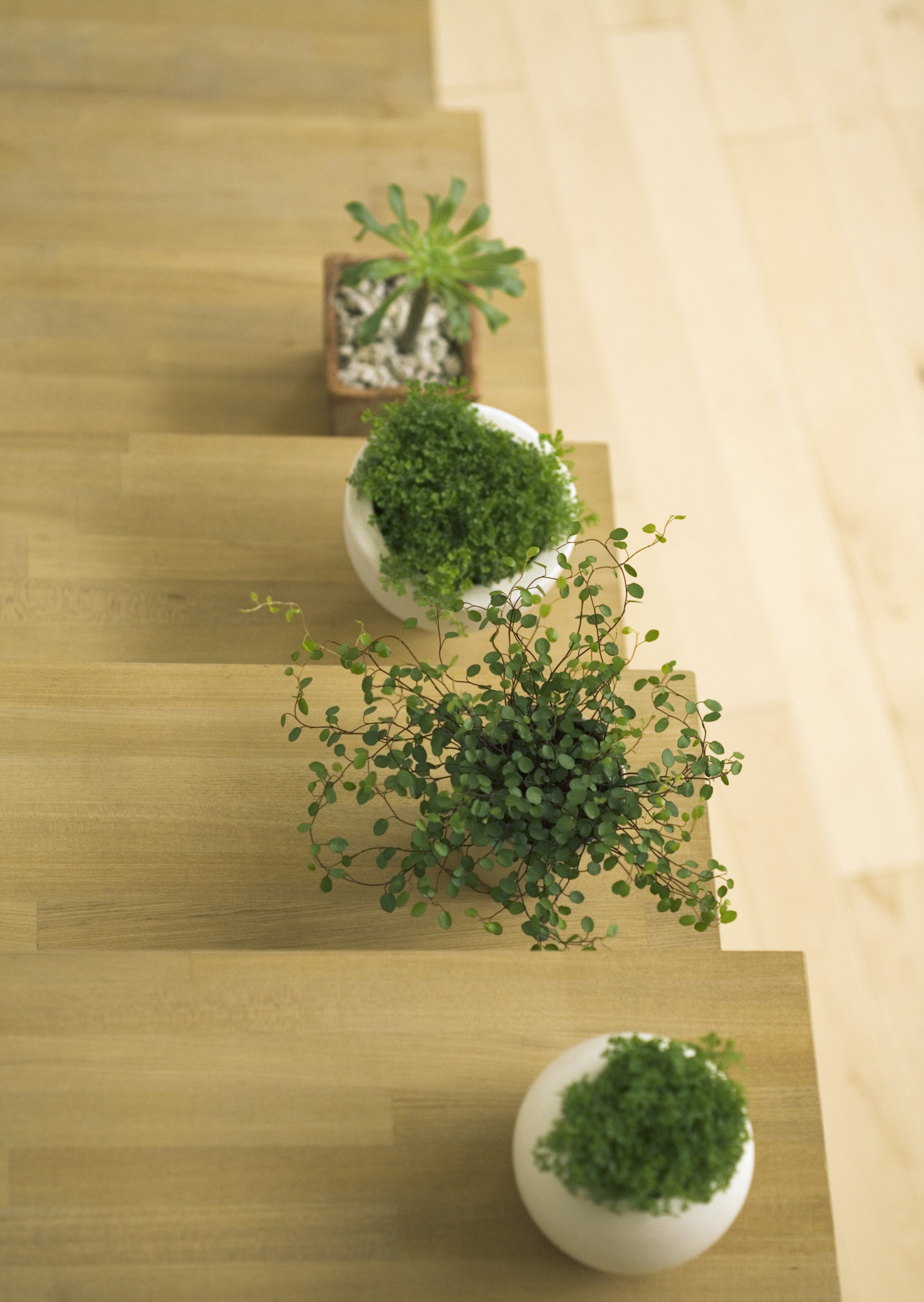 Free download high resolution image - free image free photo free stock image public domain picture -green sprouts with leaves growing at the pots on the stair