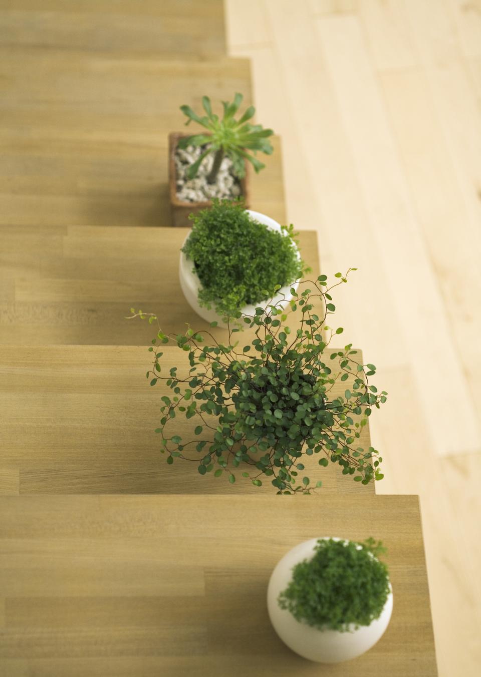 Free download high resolution image - free image free photo free stock image public domain picture  green sprouts with leaves growing at the pots on the stair