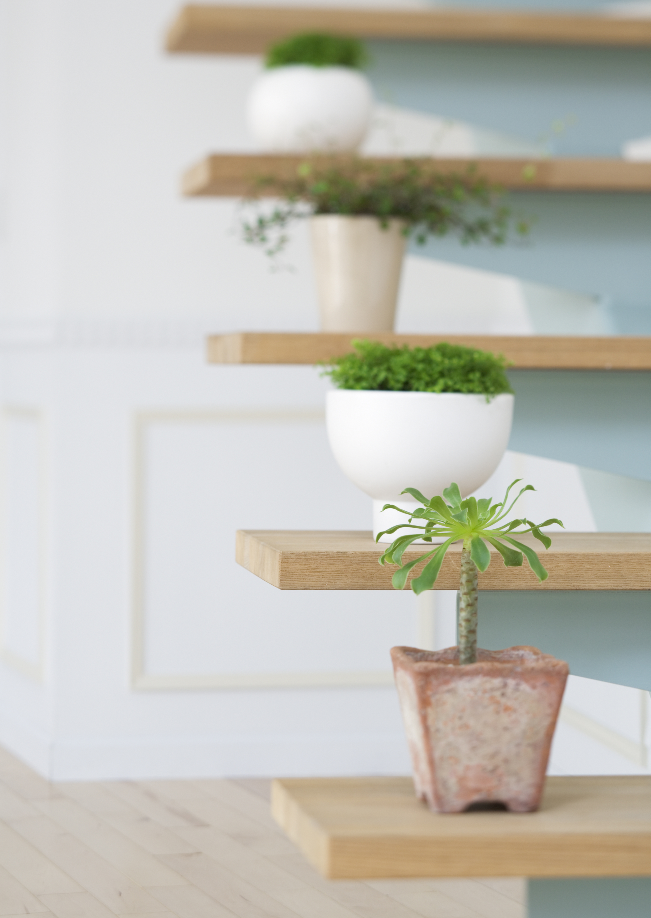 Free download high resolution image - free image free photo free stock image public domain picture -Flowerpots situated on wooden stairs