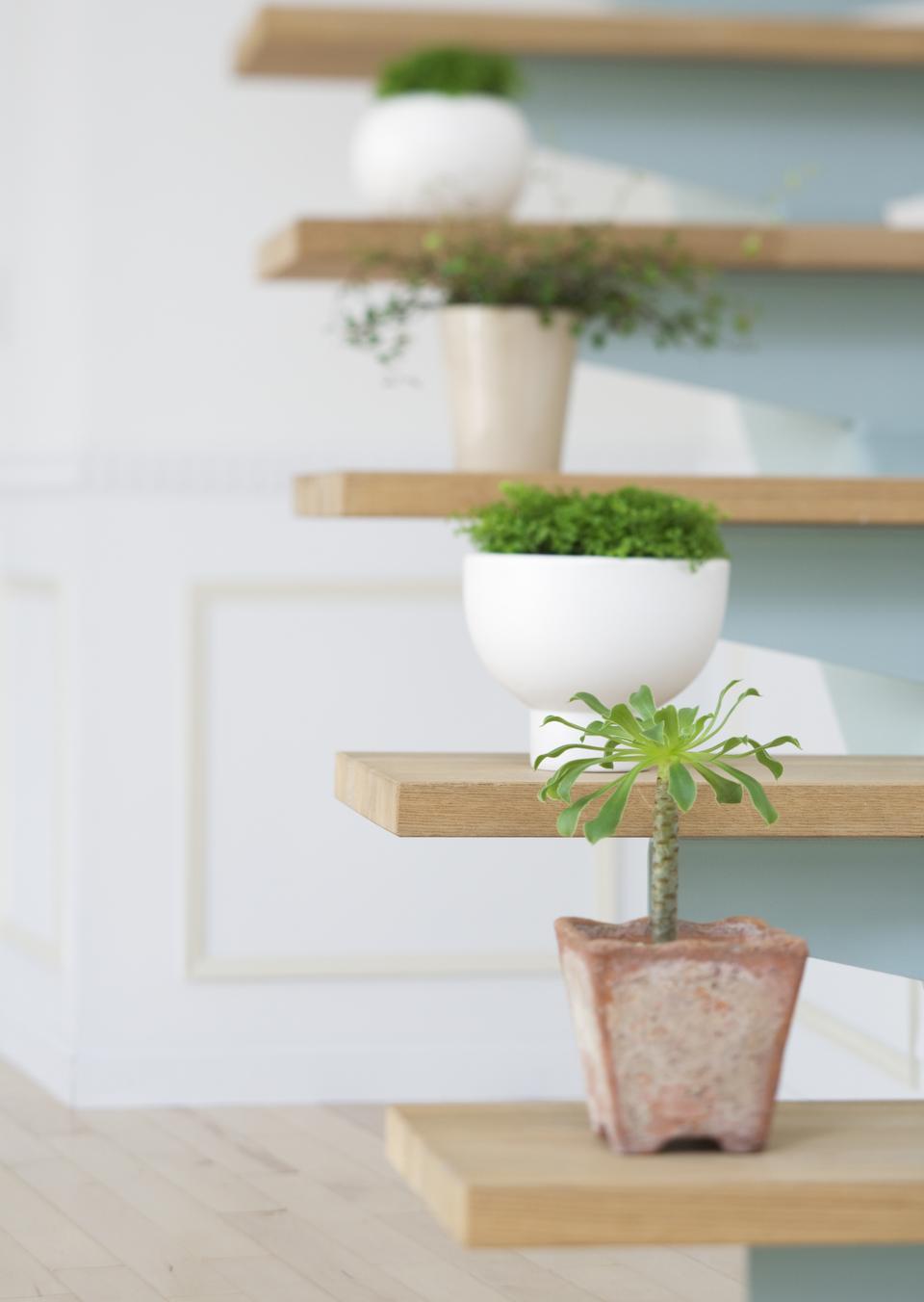 Free download high resolution image - free image free photo free stock image public domain picture  Flowerpots situated on wooden stairs