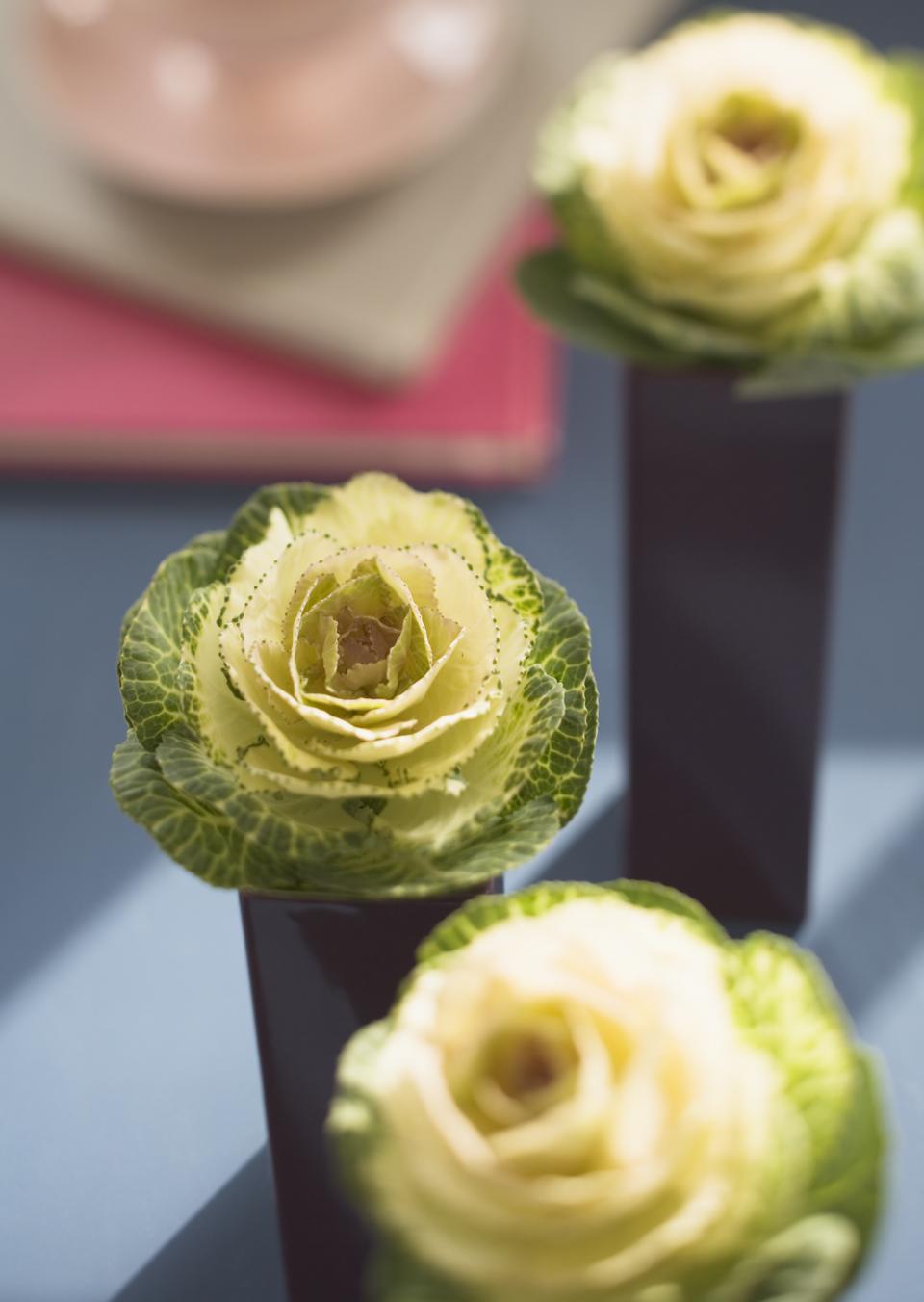 Free download high resolution image - free image free photo free stock image public domain picture  Decorating with three flowering cabbage