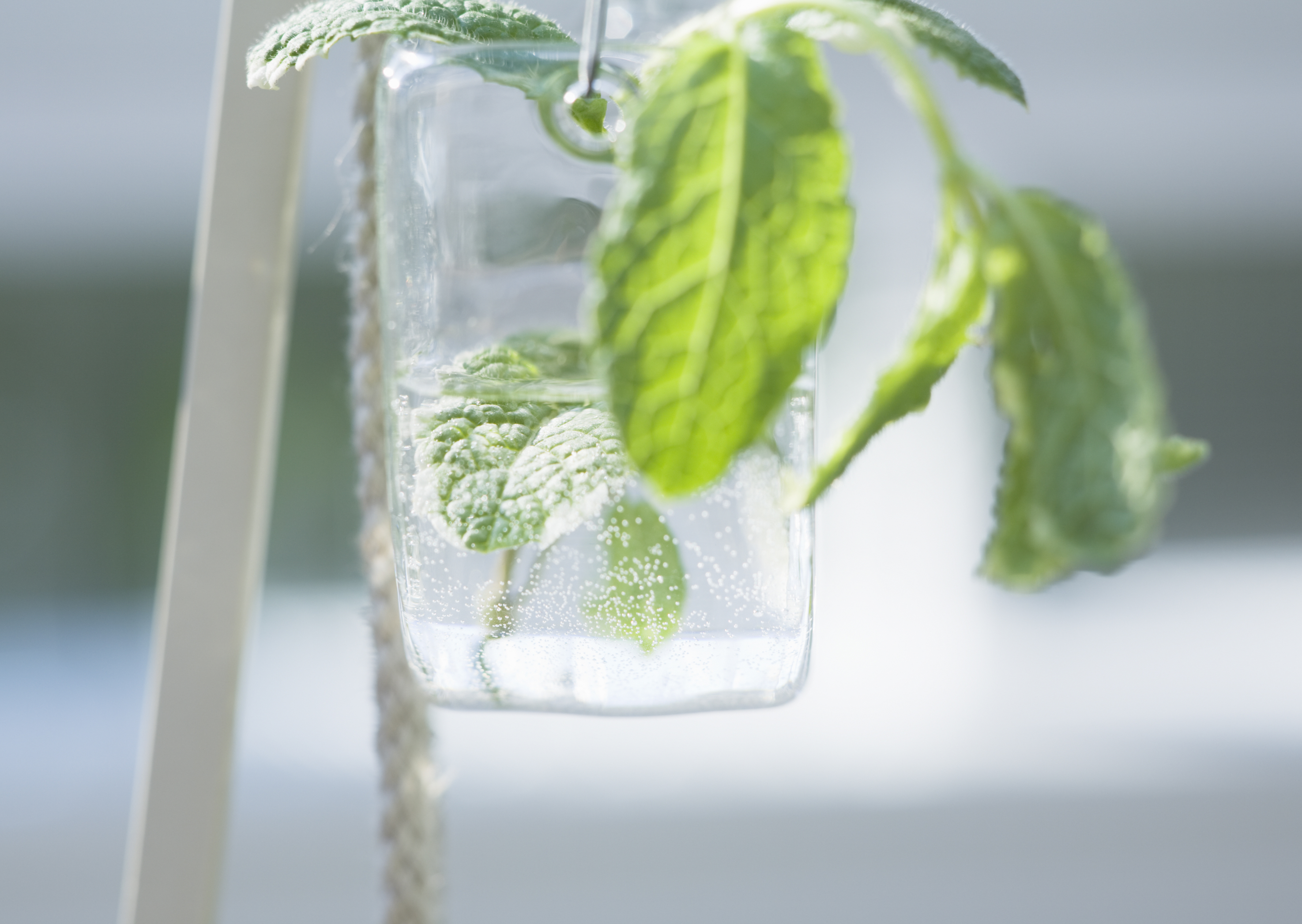 Free download high resolution image - free image free photo free stock image public domain picture -Mint in a glass