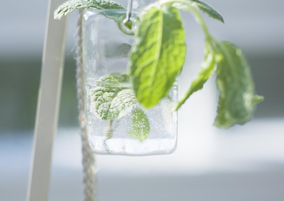 Free download high resolution image - free image free photo free stock image public domain picture  Mint in a glass