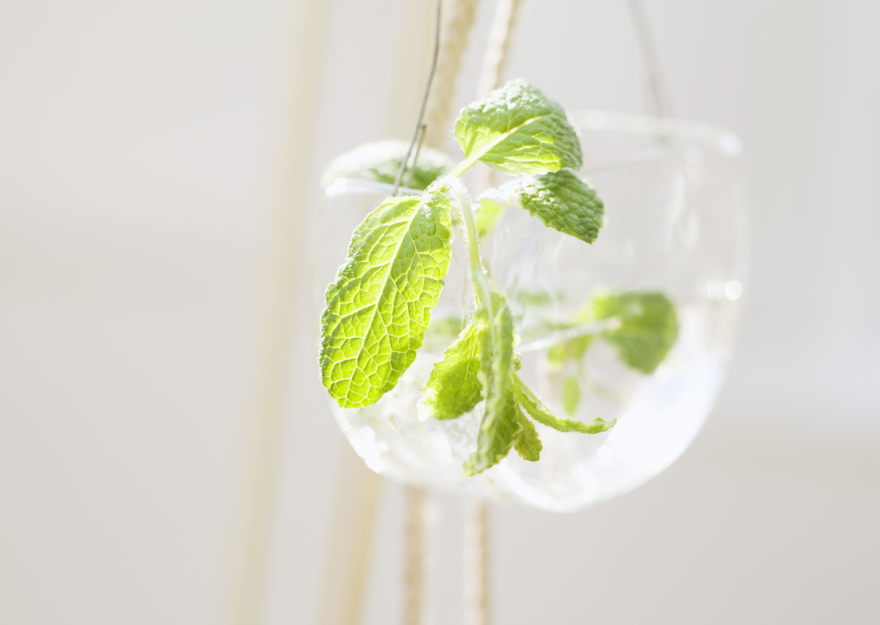 Free download high resolution image - free image free photo free stock image public domain picture -Cups with fresh mint