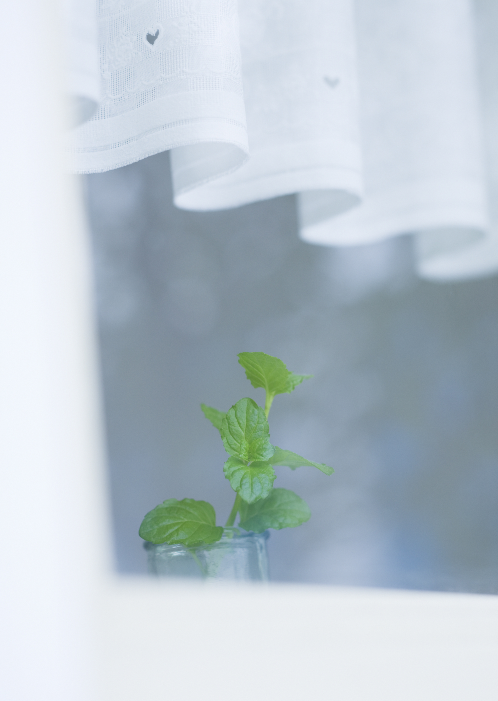 Free download high resolution image - free image free photo free stock image public domain picture -basil in glass under white curtain