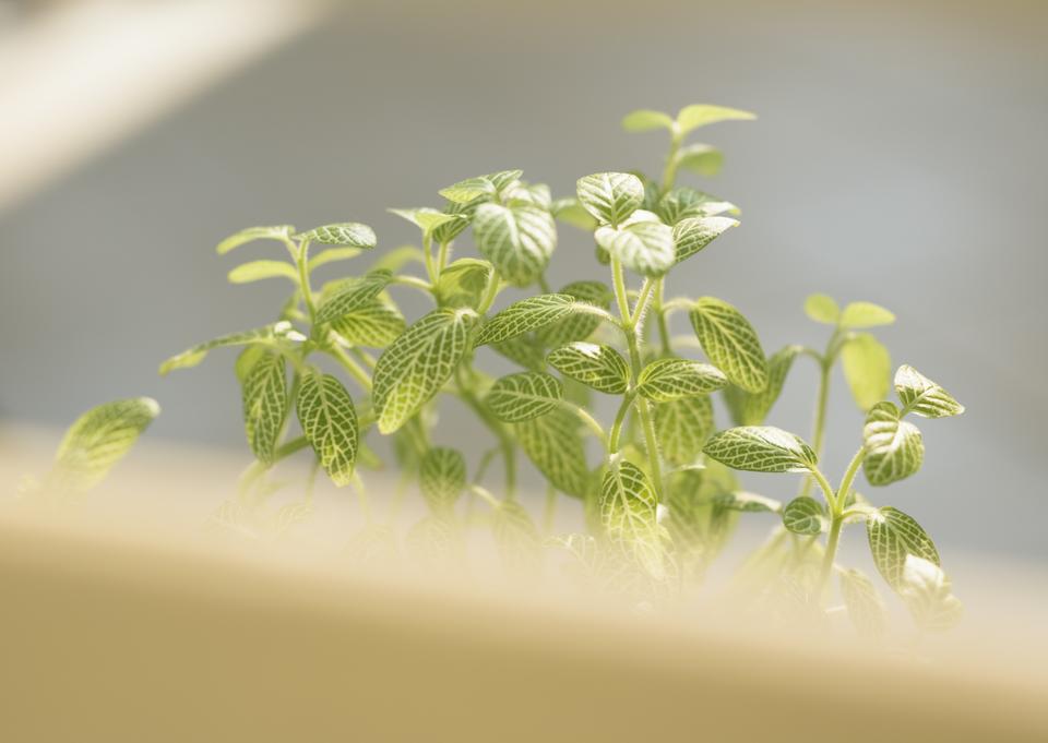 Free download high resolution image - free image free photo free stock image public domain picture  Mosaic plant (Fittonia verschaffeltii), close up, pot plant