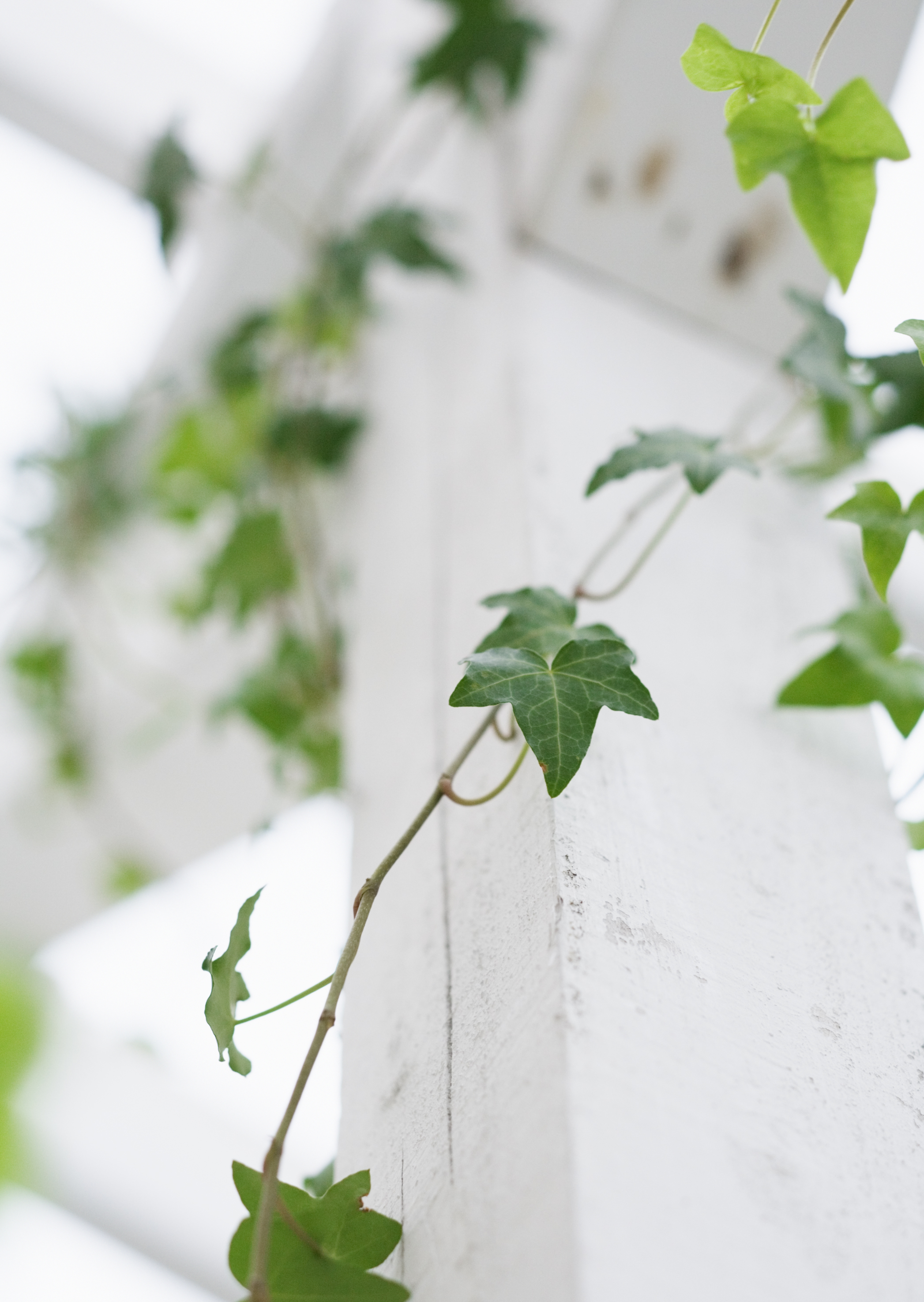 Free download high resolution image - free image free photo free stock image public domain picture -ivy on wood - Background