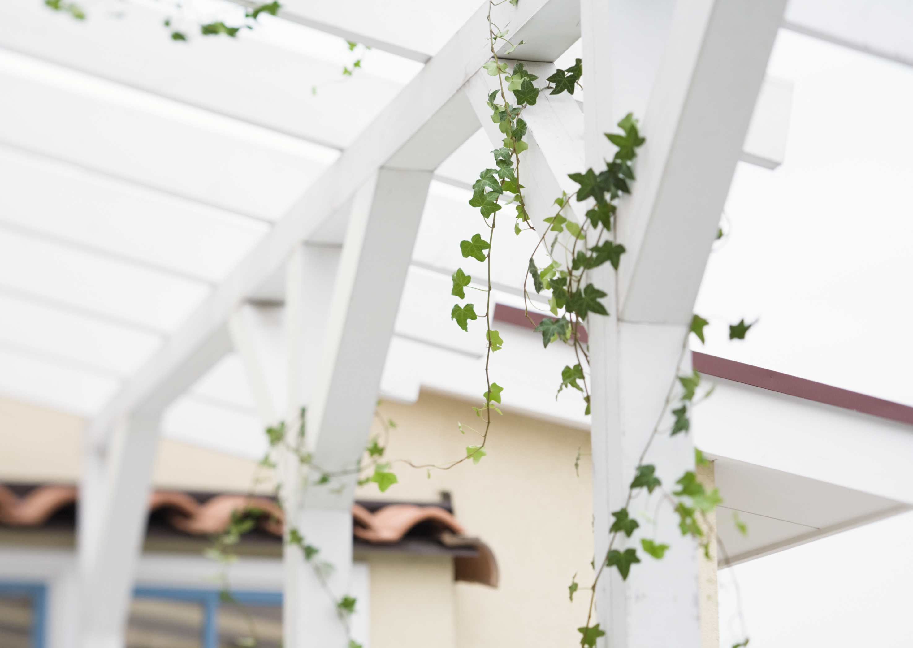 Free download high resolution image - free image free photo free stock image public domain picture -Climbing ivy