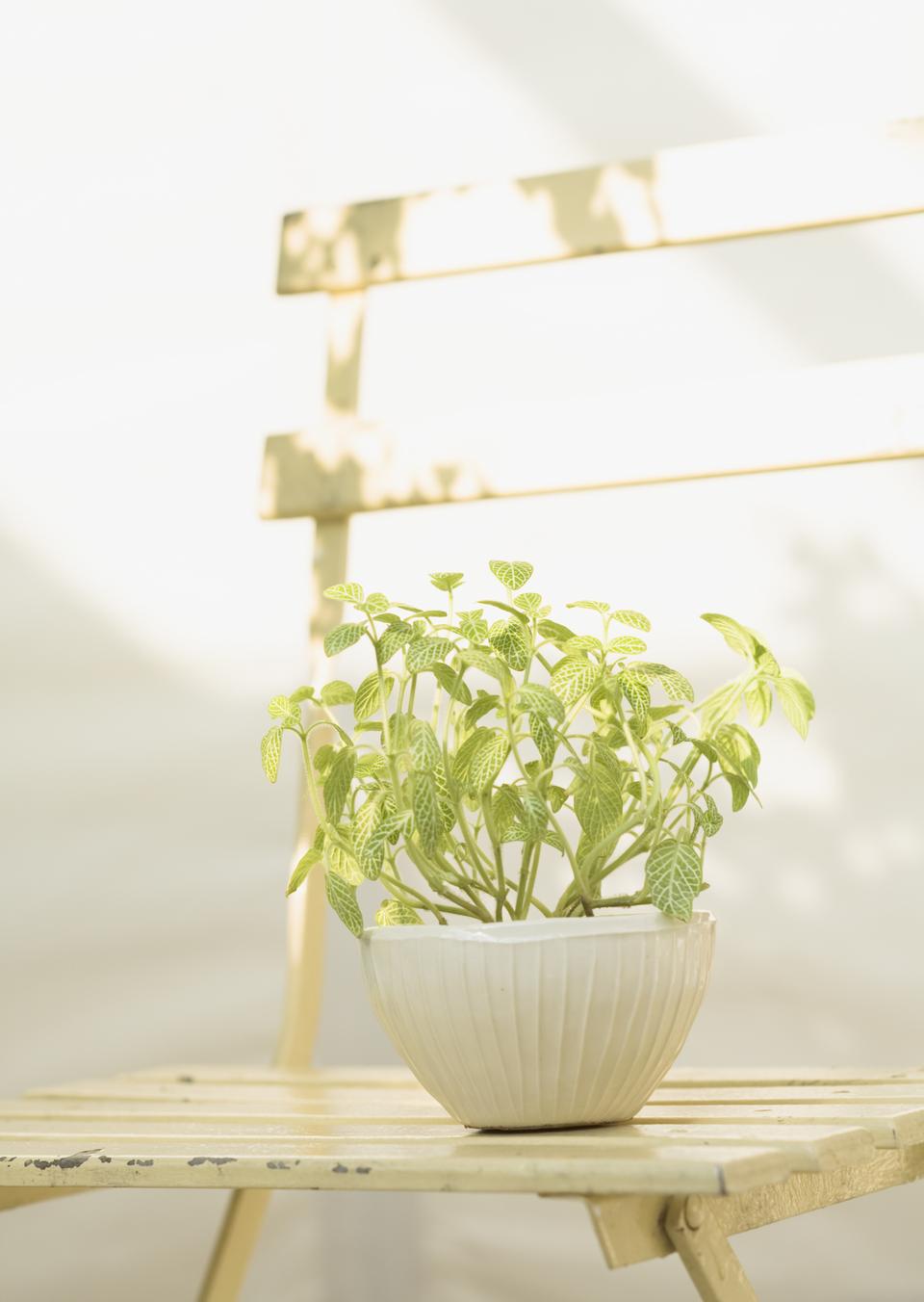 Free download high resolution image - free image free photo free stock image public domain picture  Mosaic plant (Fittonia verschaffeltii) on chair