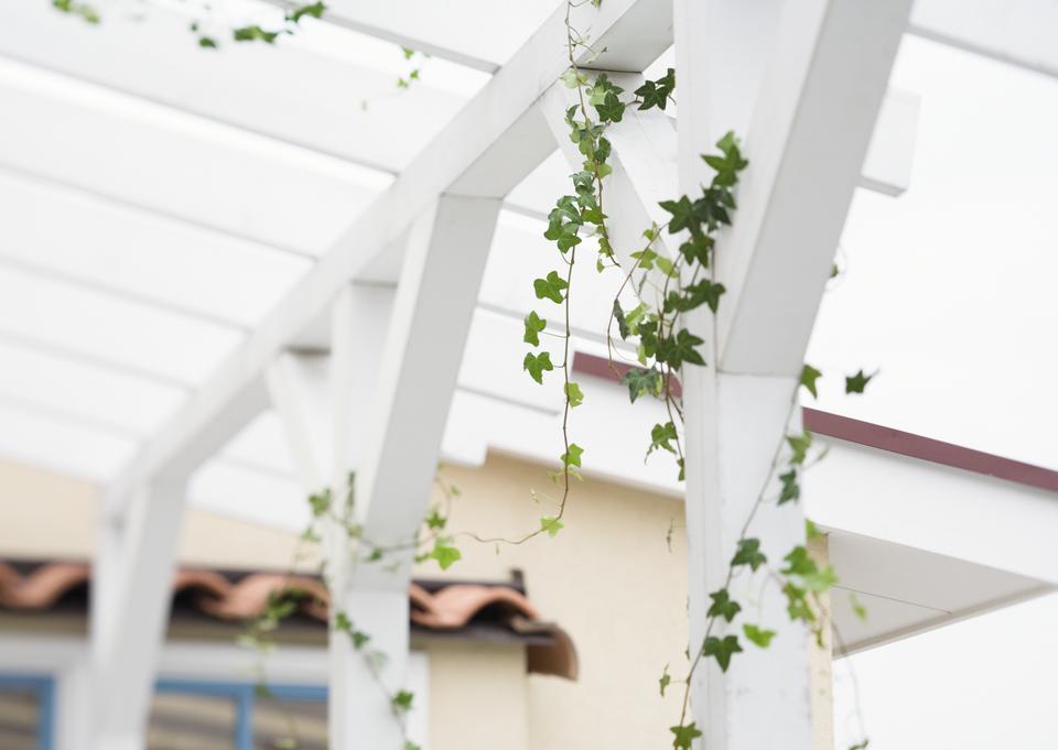 Free download high resolution image - free image free photo free stock image public domain picture  Climbing ivy