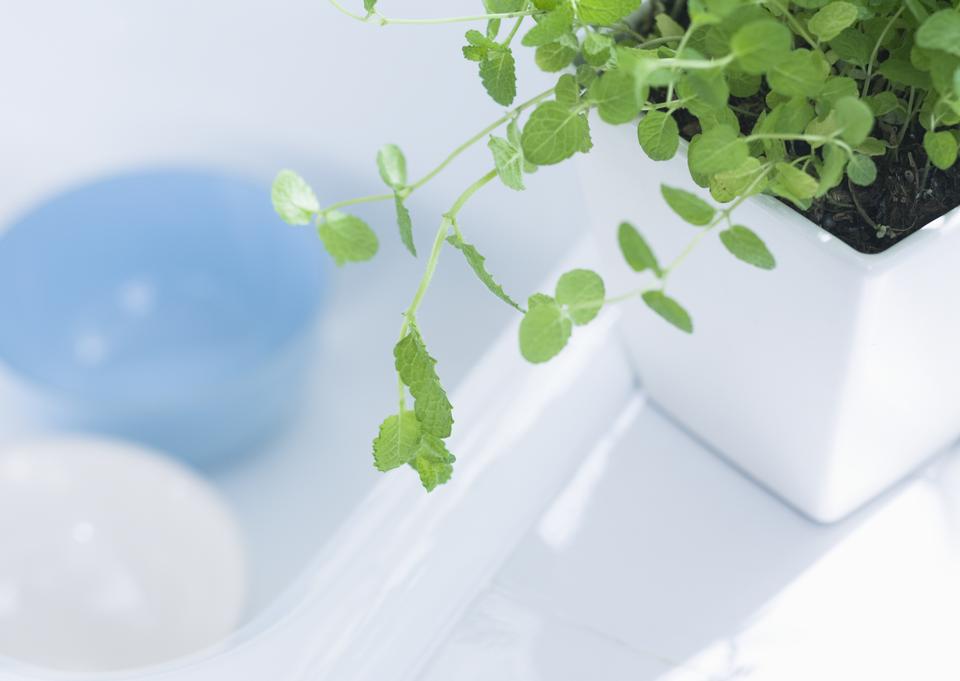 Free download high resolution image - free image free photo free stock image public domain picture  Close-up bathroom plant