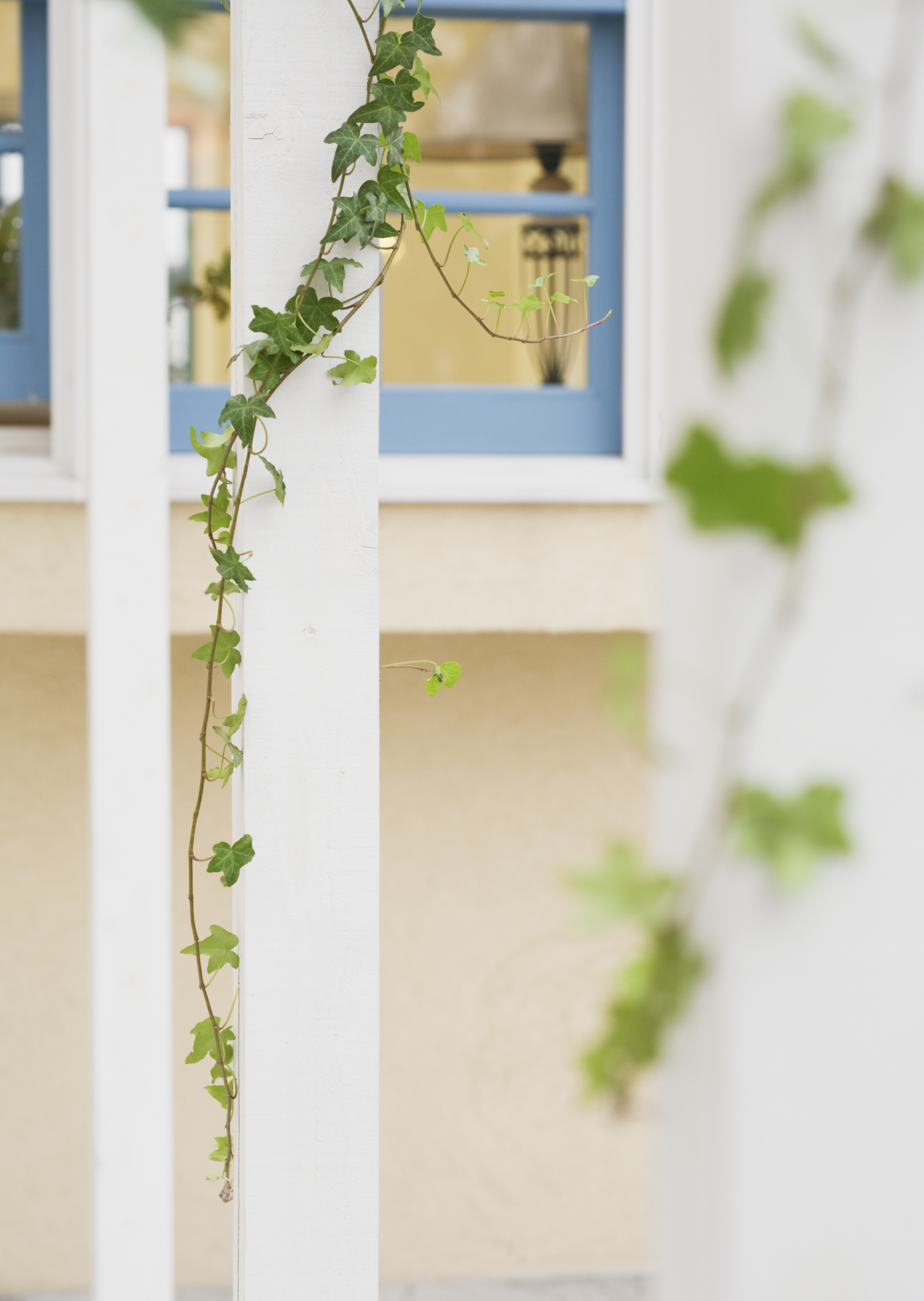 Free download high resolution image - free image free photo free stock image public domain picture -Climbing ivy window