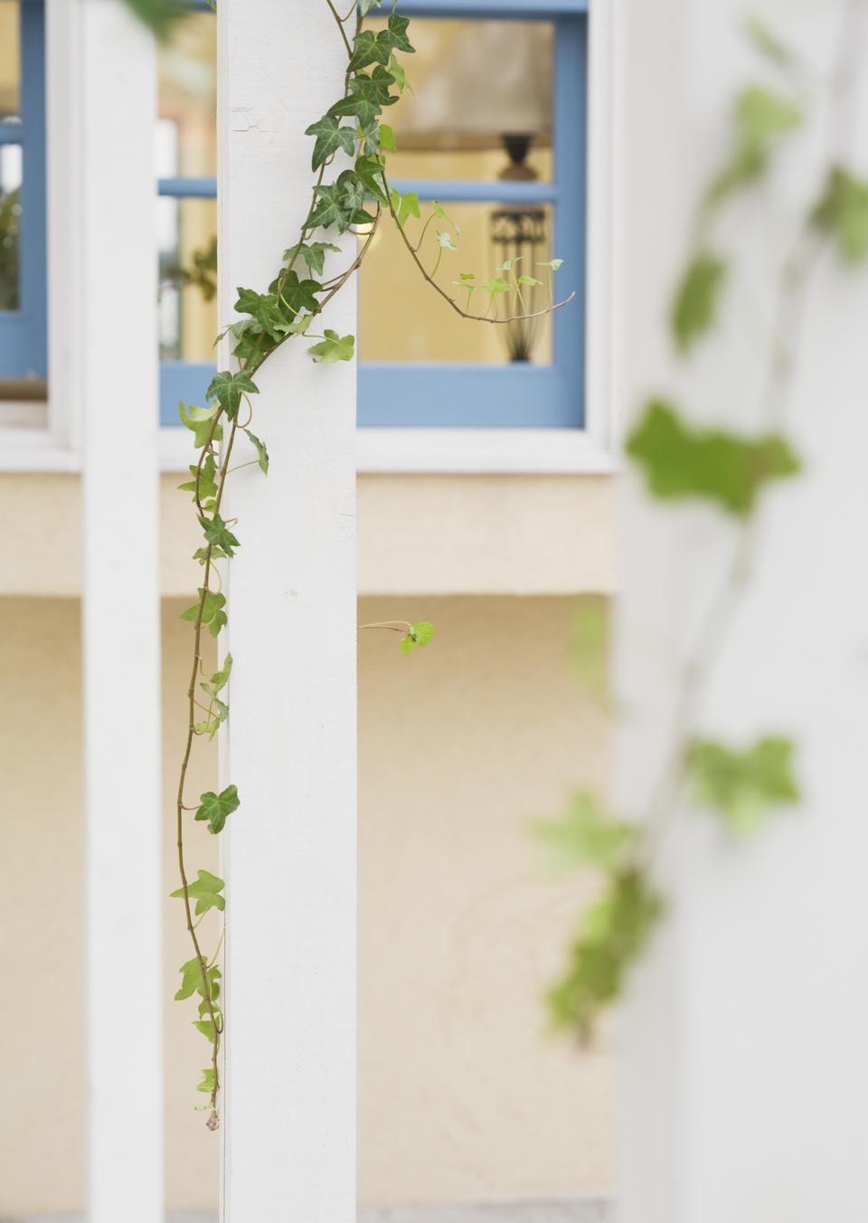 Free download high resolution image - free image free photo free stock image public domain picture  Climbing ivy window