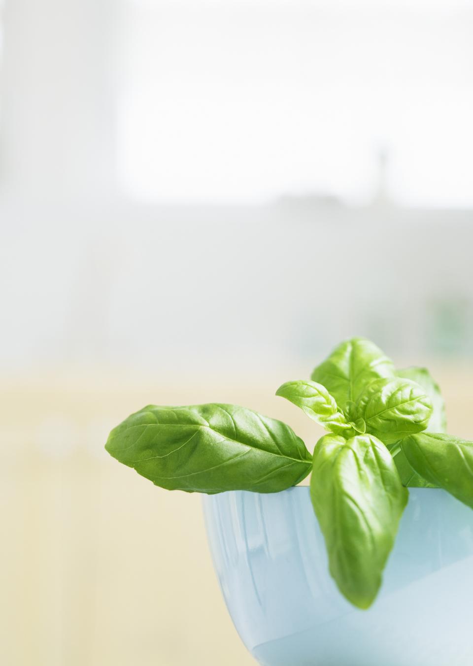 Free download high resolution image - free image free photo free stock image public domain picture  Young basil plants in flower pot