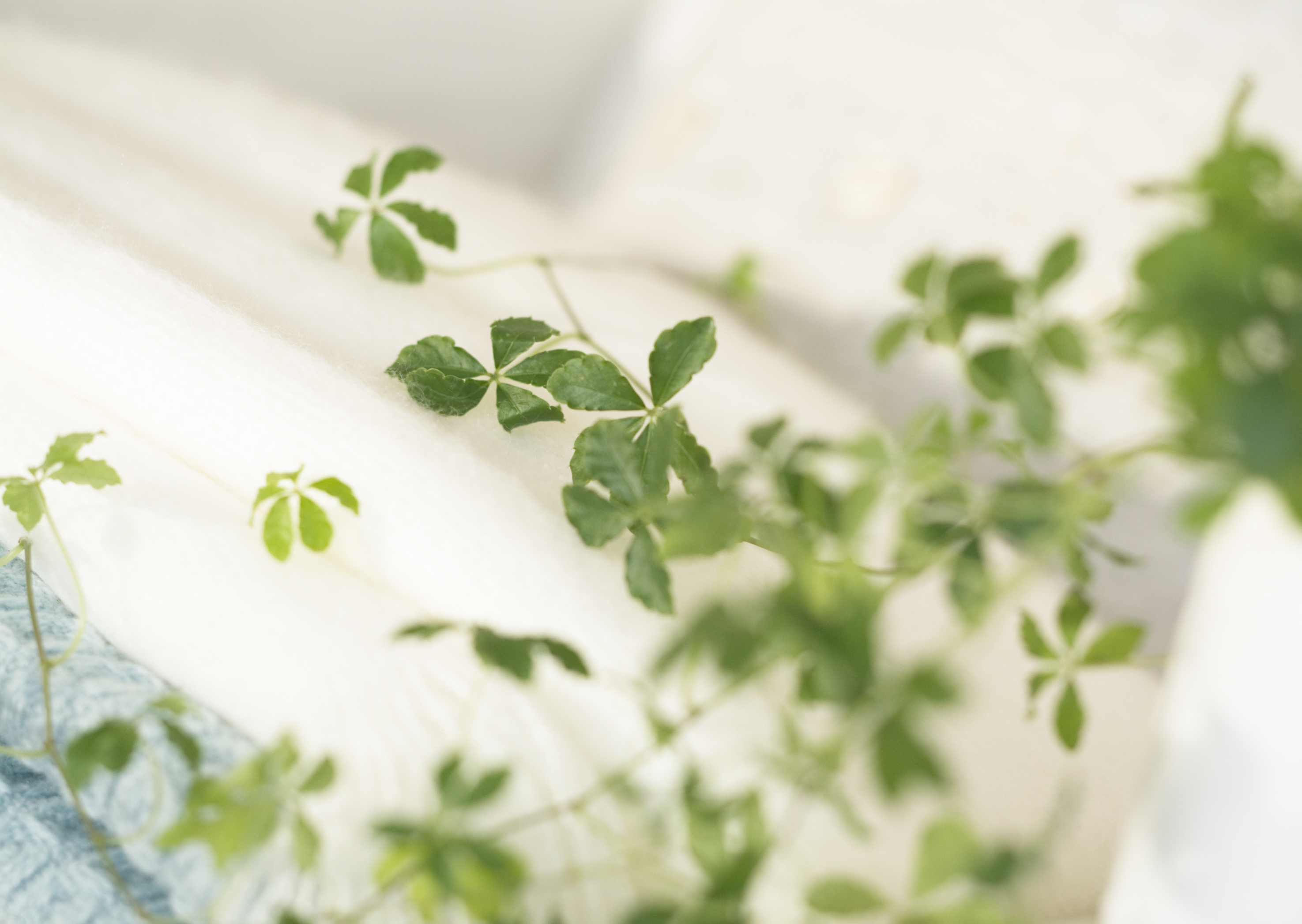 Free download high resolution image - free image free photo free stock image public domain picture -Green ivy plant in pot