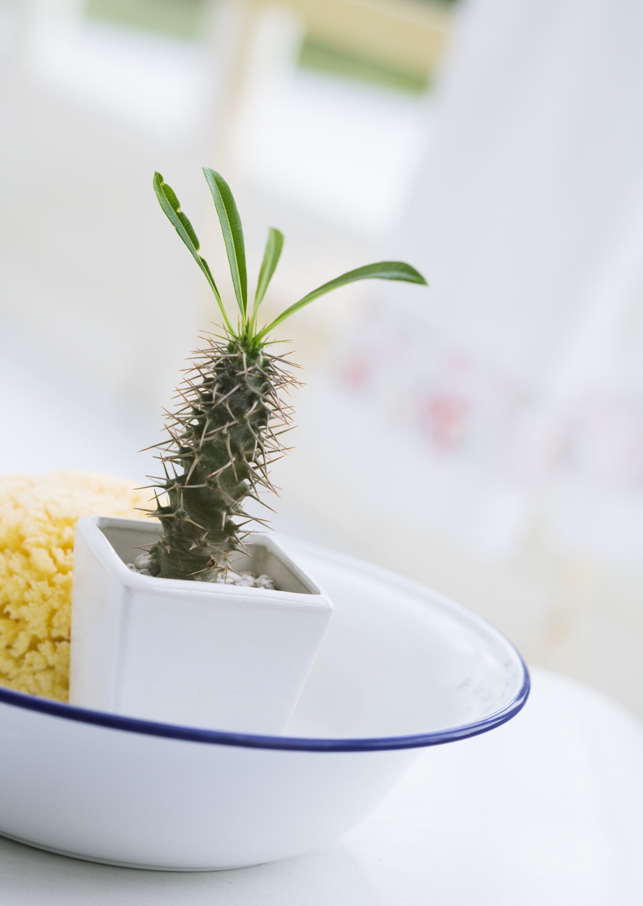 Free download high resolution image - free image free photo free stock image public domain picture -Cactus Succulent pot in dish on white table