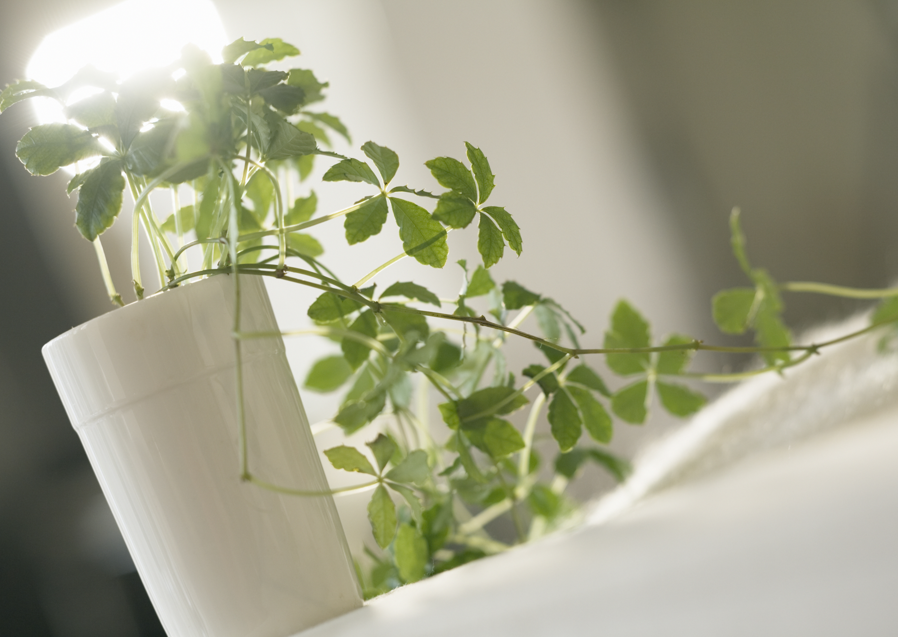 Free download high resolution image - free image free photo free stock image public domain picture -Houseplants on a white table