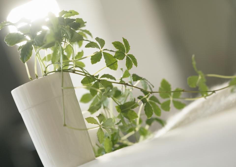 Free download high resolution image - free image free photo free stock image public domain picture  Houseplants on a white table