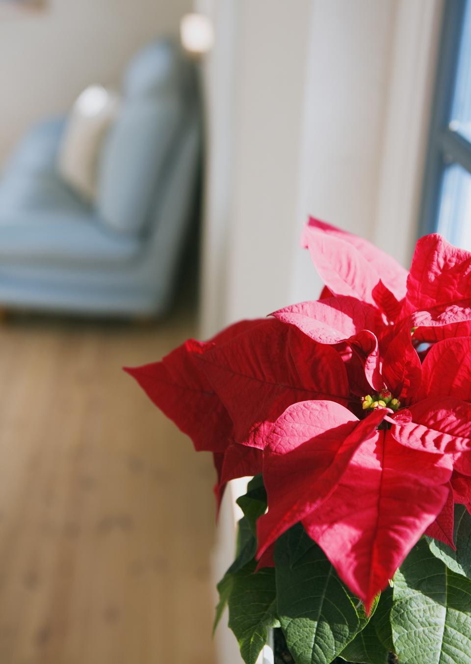 Free download high resolution image - free image free photo free stock image public domain picture  Christmas Poinsettia Plant