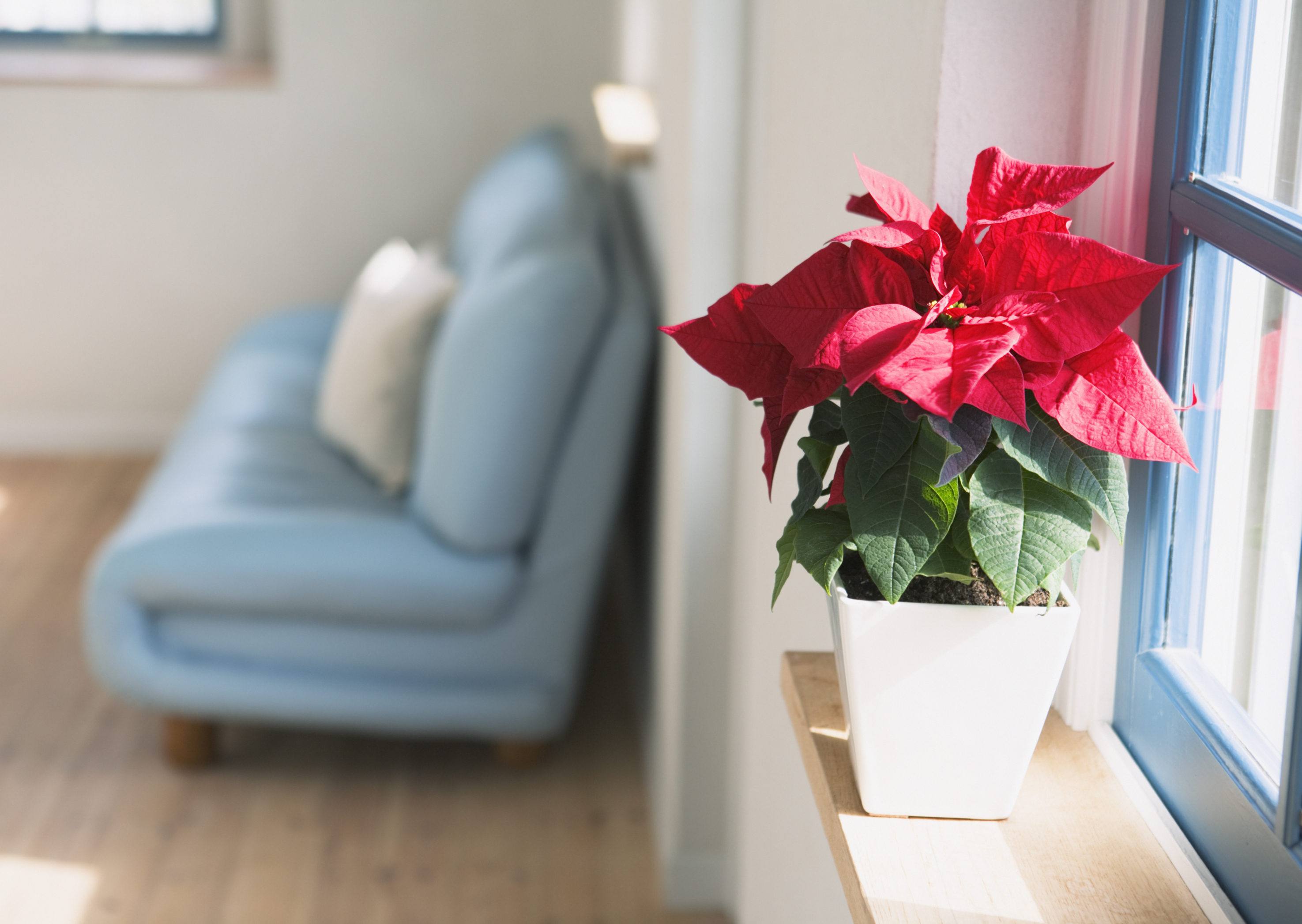 Free download high resolution image - free image free photo free stock image public domain picture -Poinsettia is a traditional Christmas Flower.