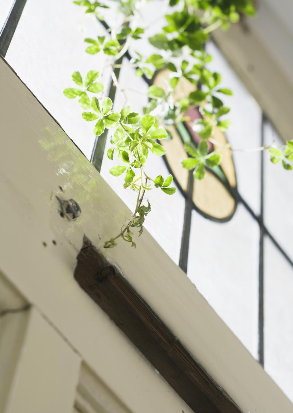 Free download high resolution image - free image free photo free stock image public domain picture  Window decorated with green leaves