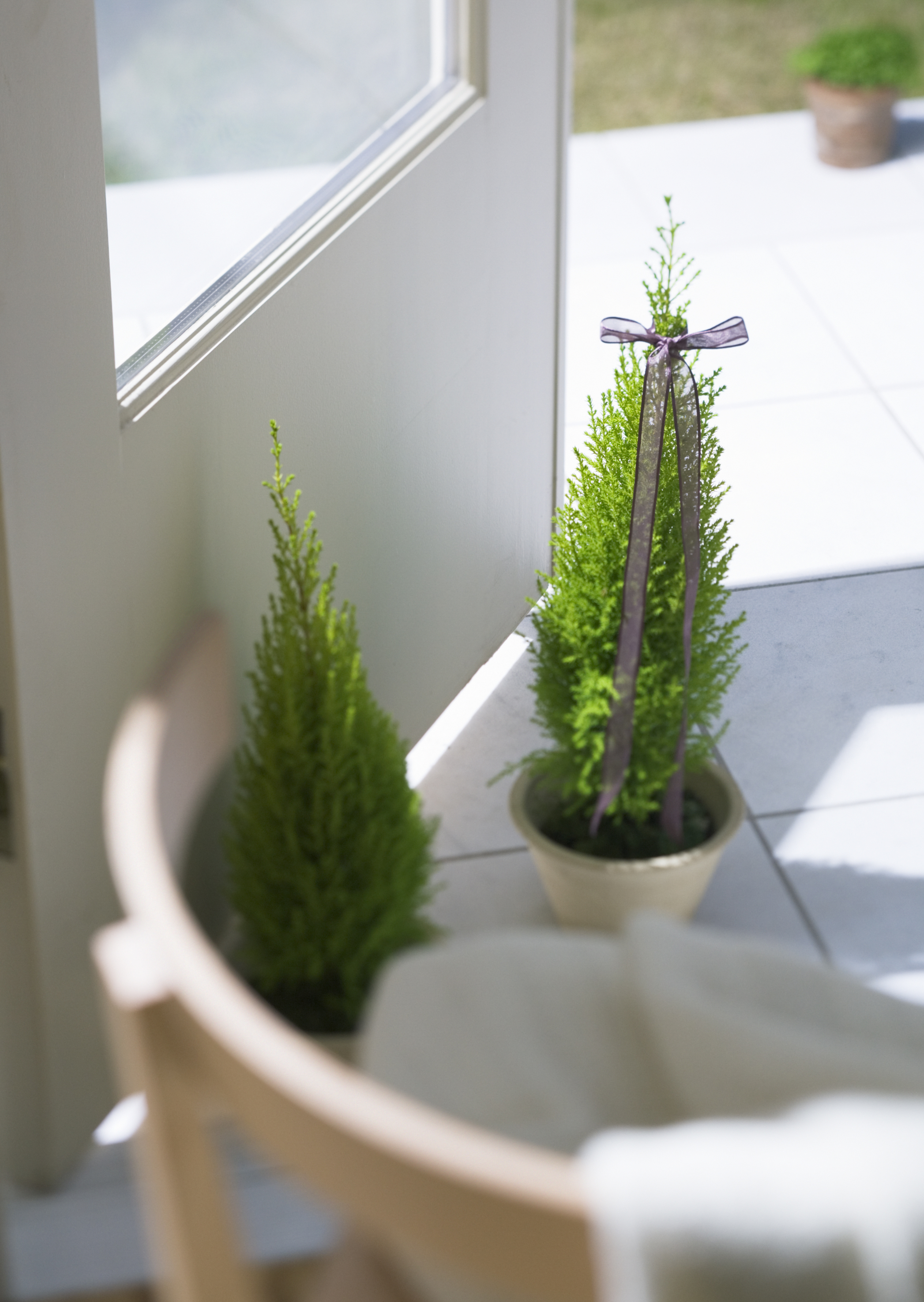 Free download high resolution image - free image free photo free stock image public domain picture -spruce tree in pot in front door