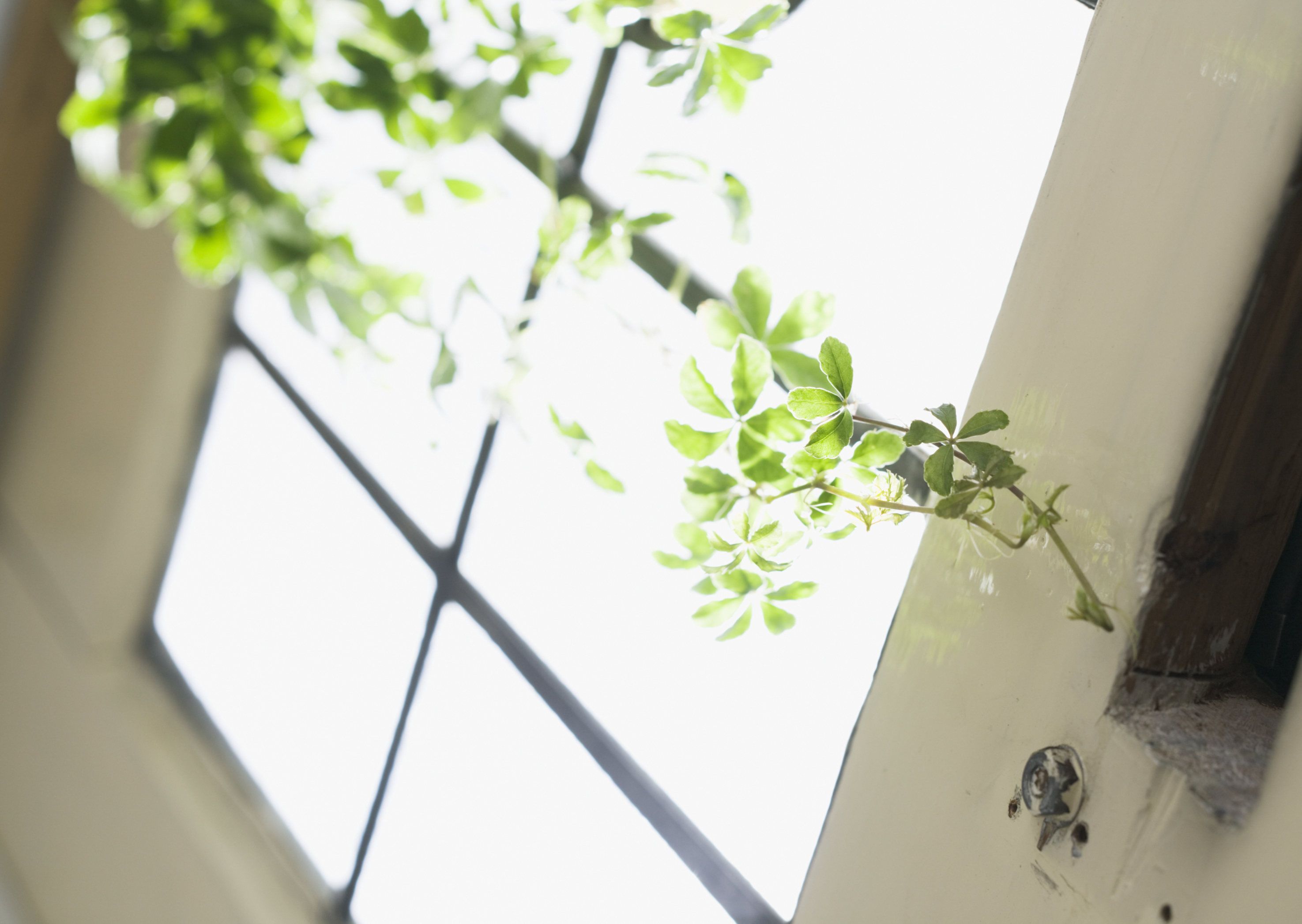 Free download high resolution image - free image free photo free stock image public domain picture -Window decorated with green leaves glass pot