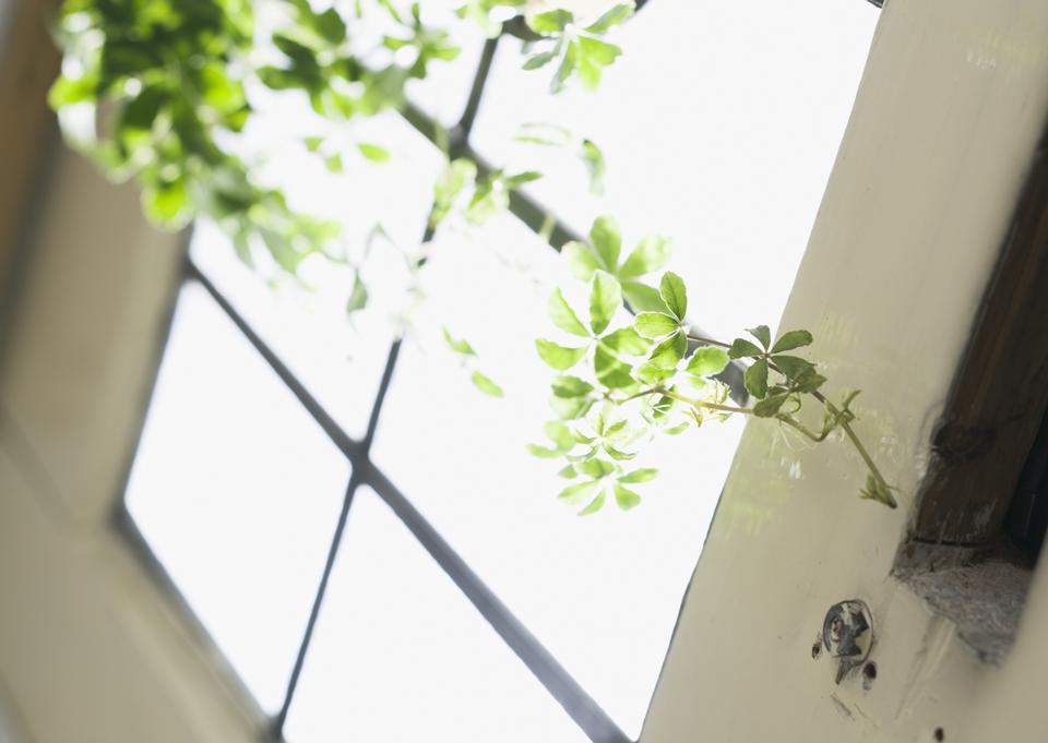 Free download high resolution image - free image free photo free stock image public domain picture  Window decorated with green leaves glass pot