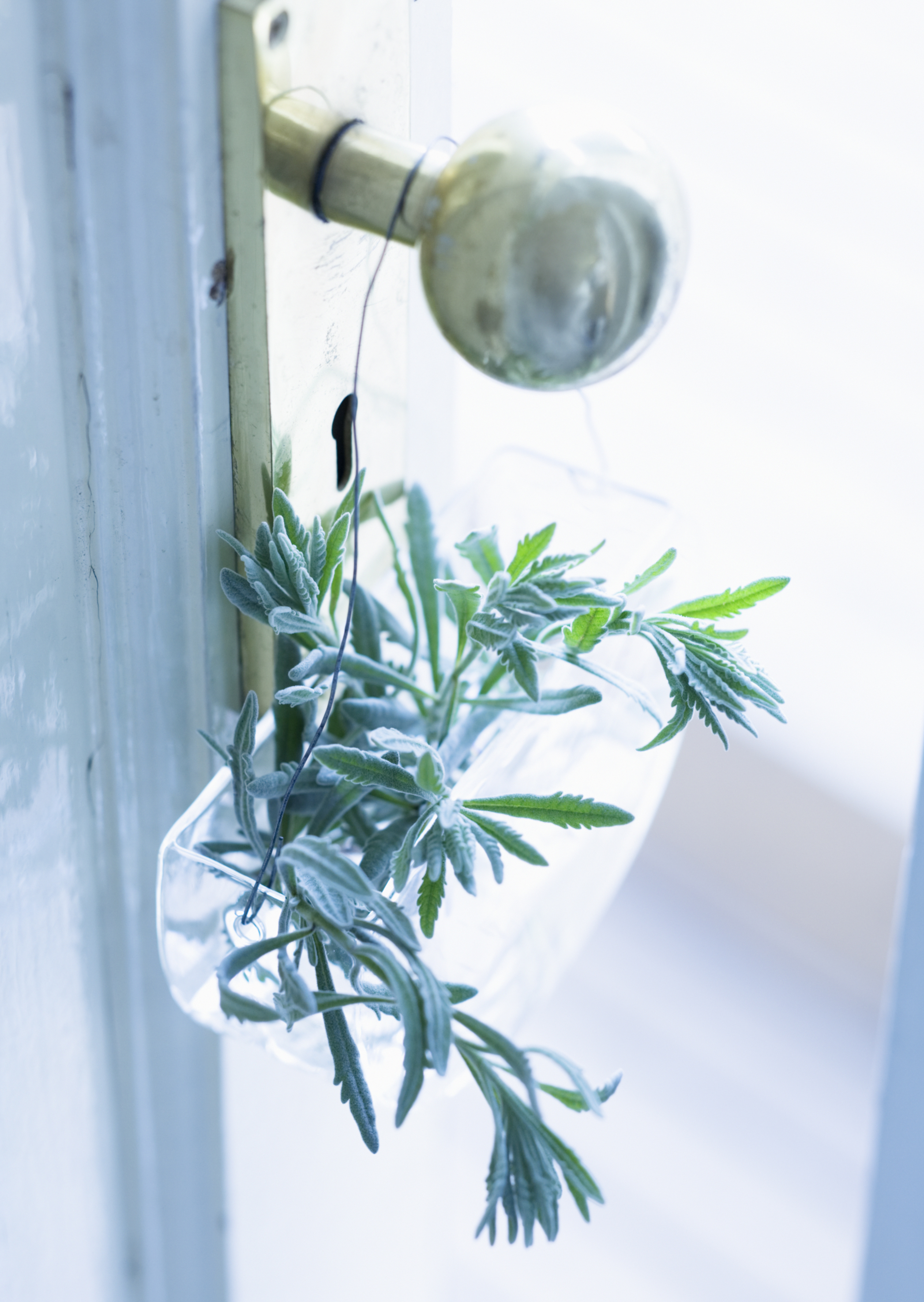 Free download high resolution image - free image free photo free stock image public domain picture -Door decorated with reen leaves glass pot