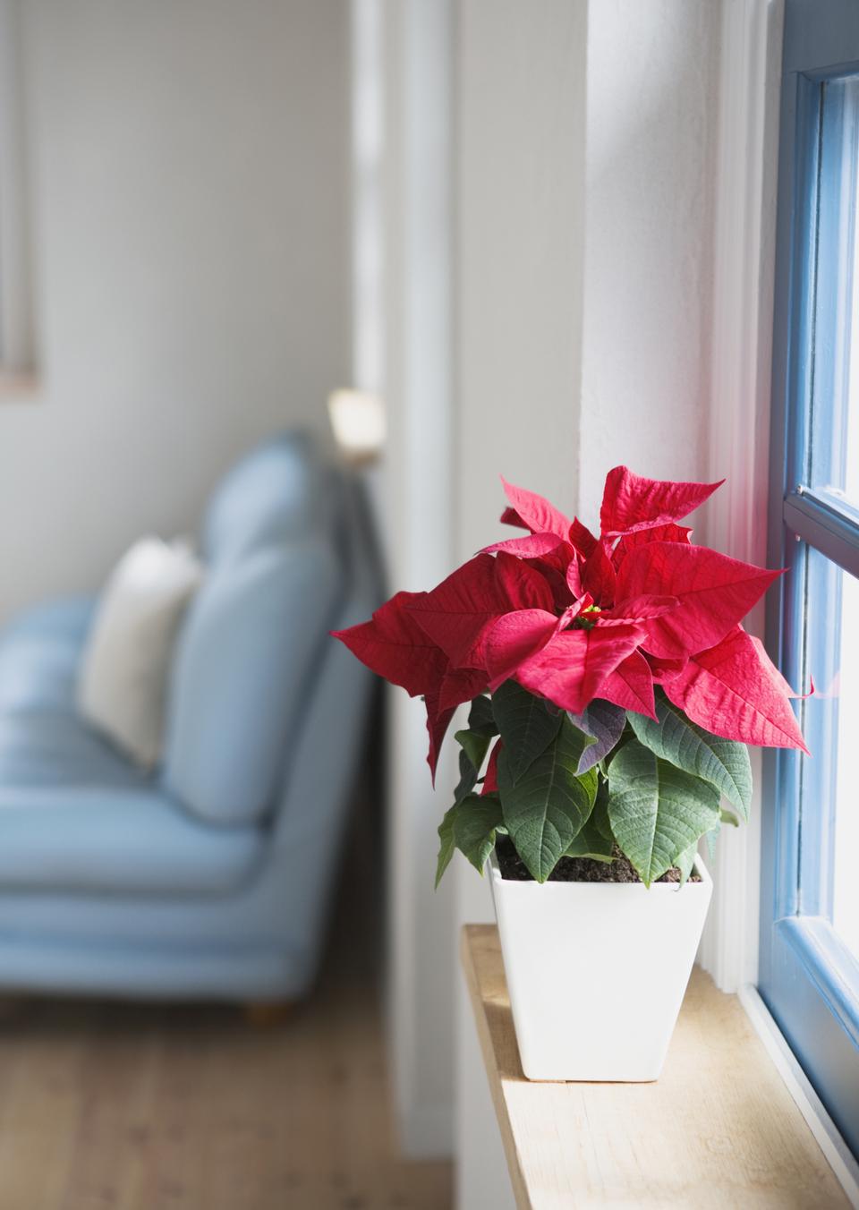 Free download high resolution image - free image free photo free stock image public domain picture  Red poinsettia