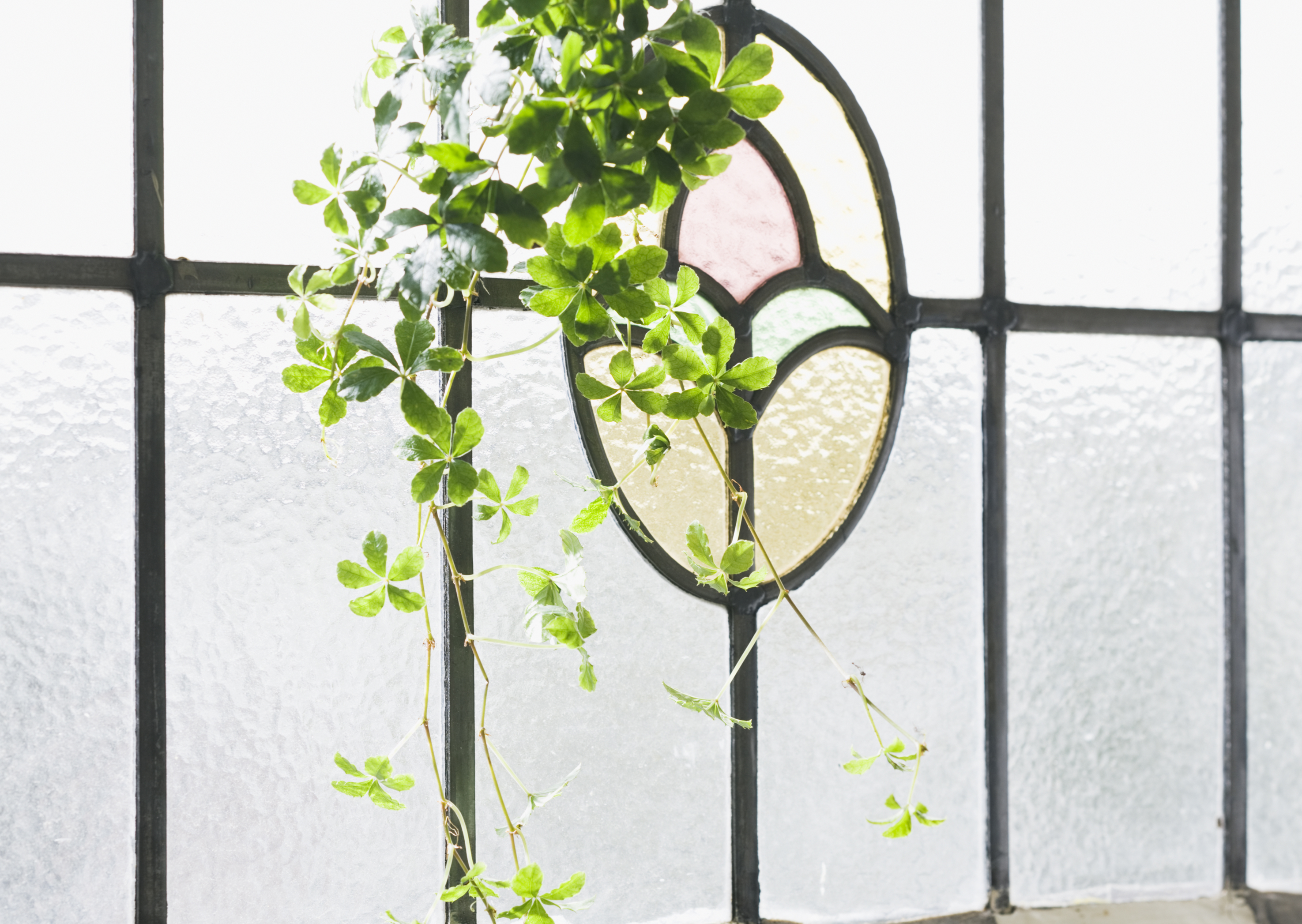 Free download high resolution image - free image free photo free stock image public domain picture -Window decorated with glass pot