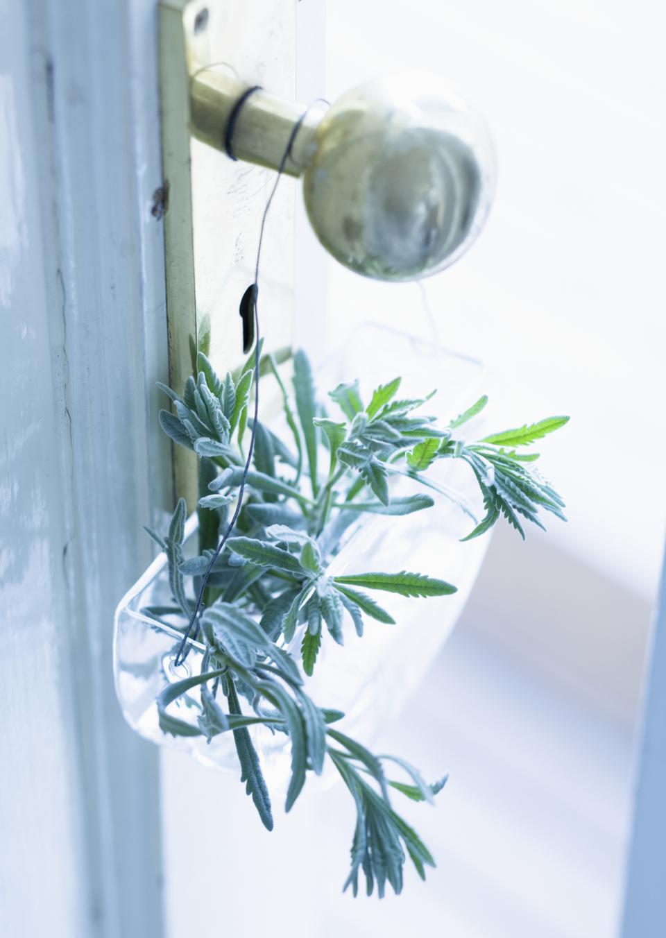 Free download high resolution image - free image free photo free stock image public domain picture  Door decorated with reen leaves glass pot