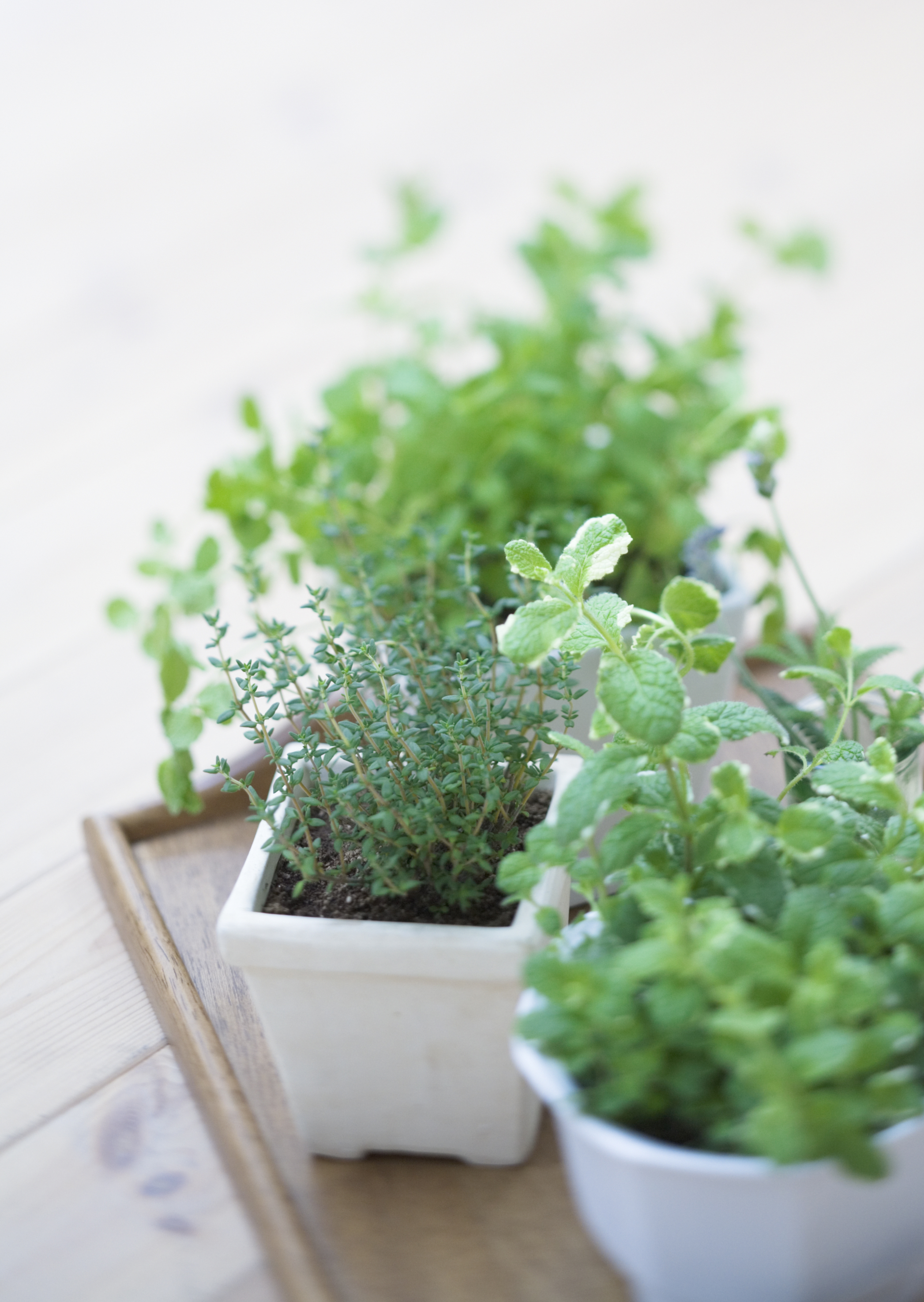 Free download high resolution image - free image free photo free stock image public domain picture -fresh herbs in white pots