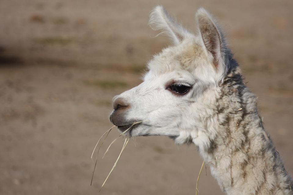 Free download high resolution image - free image free photo free stock image public domain picture  South American White Llama