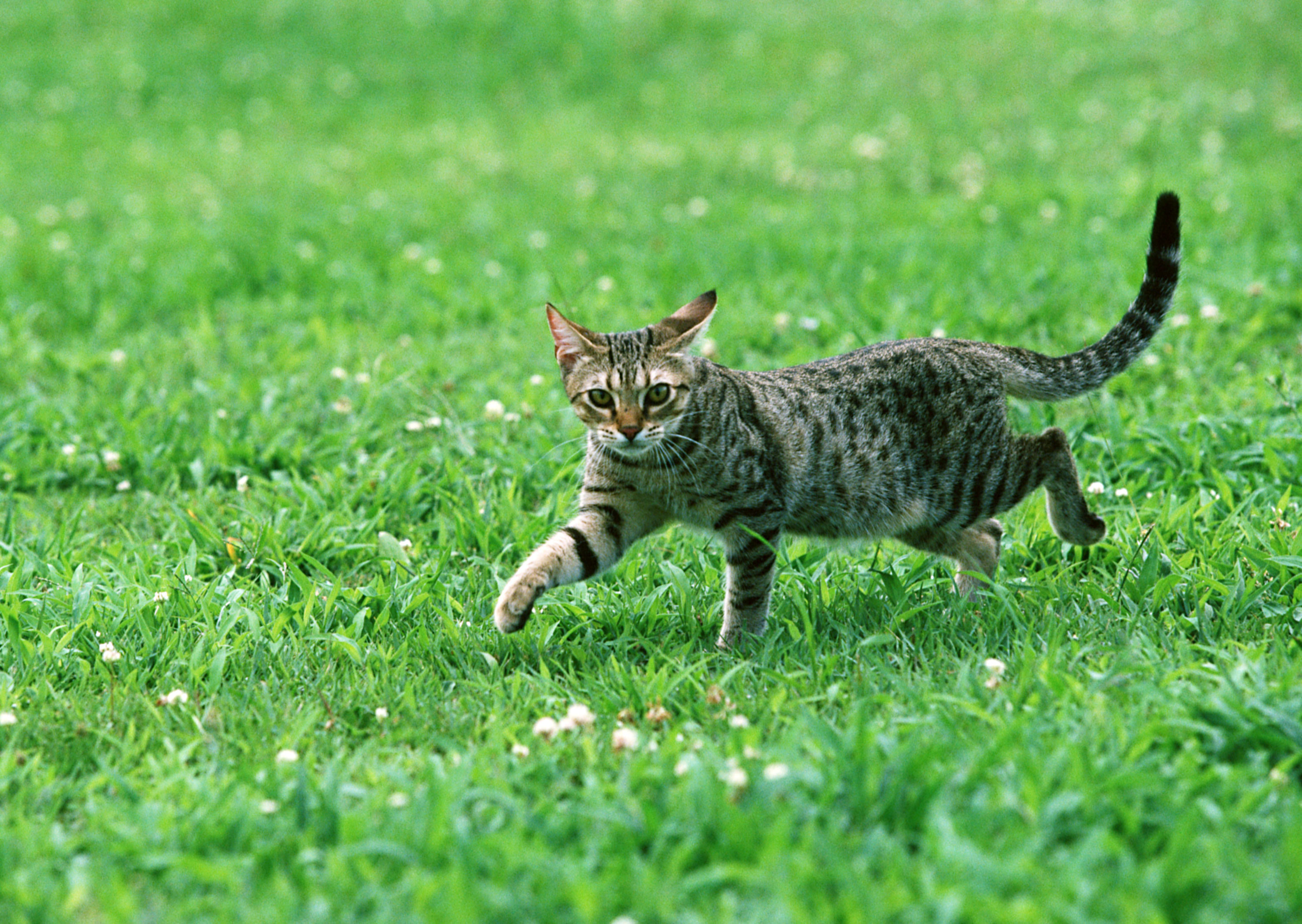 Free download high resolution image - free image free photo free stock image public domain picture -cat on grass