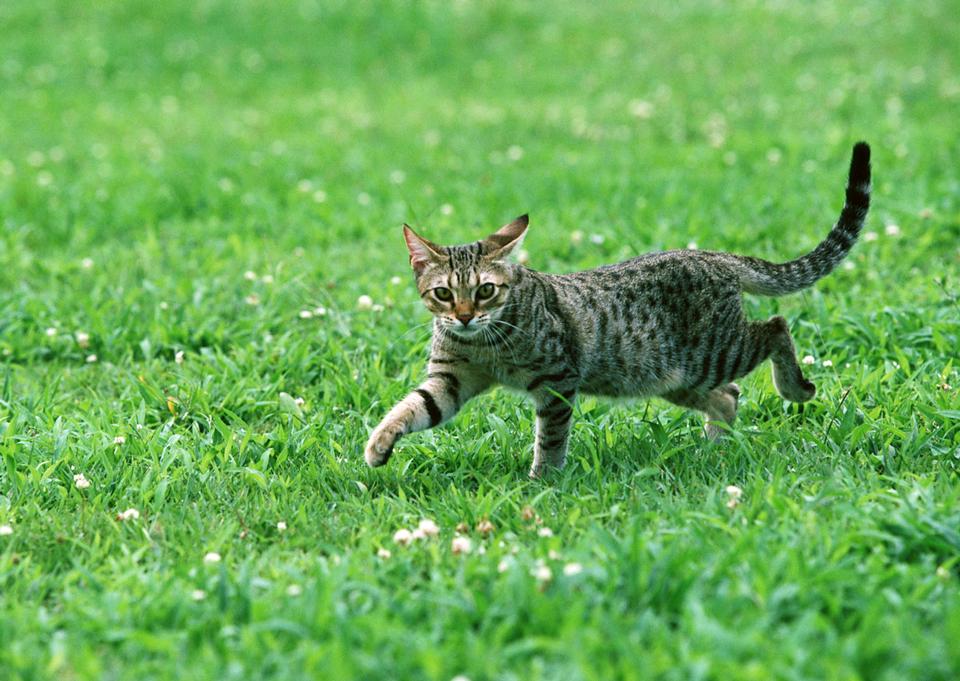 Free download high resolution image - free image free photo free stock image public domain picture  cat on grass